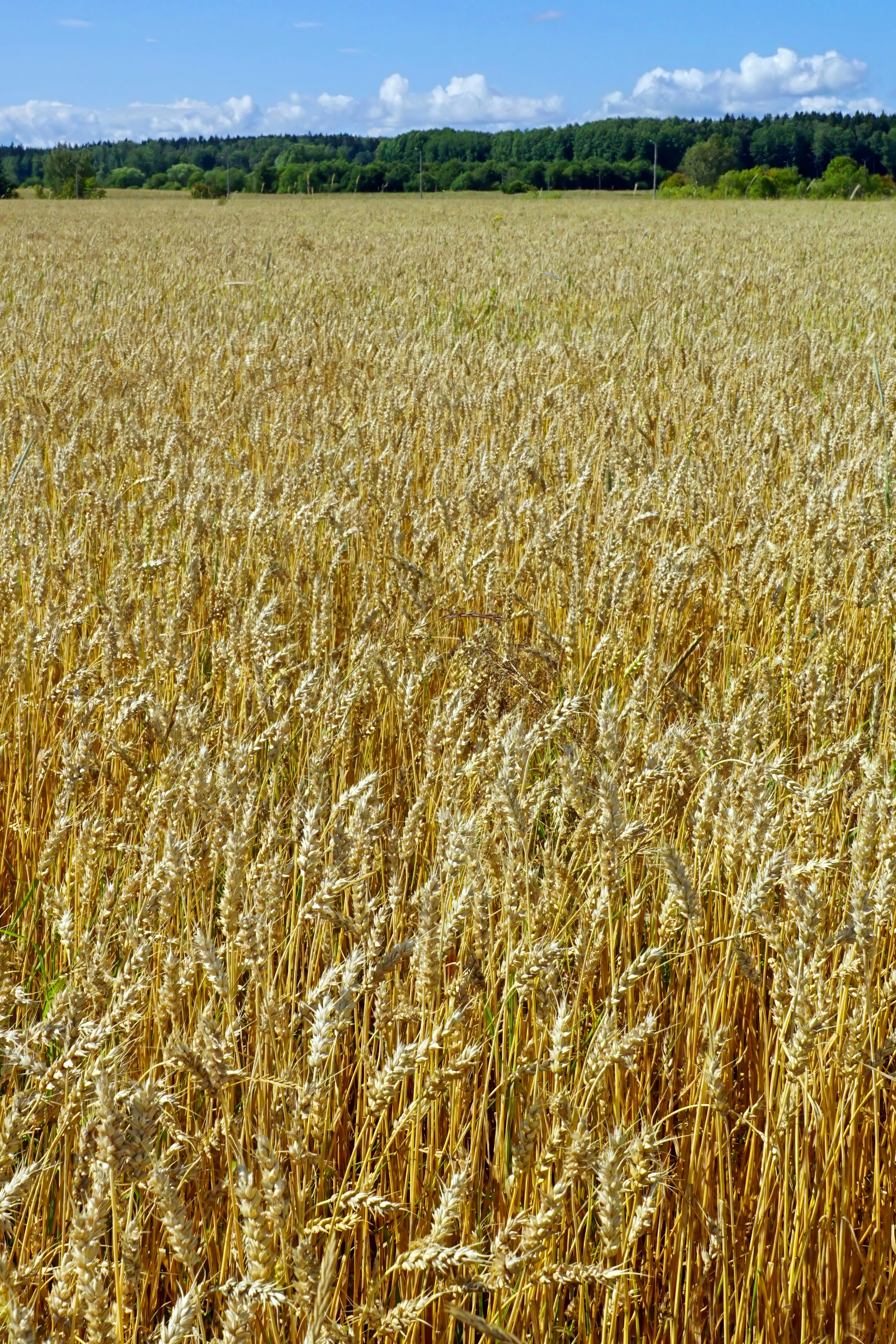 A golden wheat field under a blue sky with distant green trees
