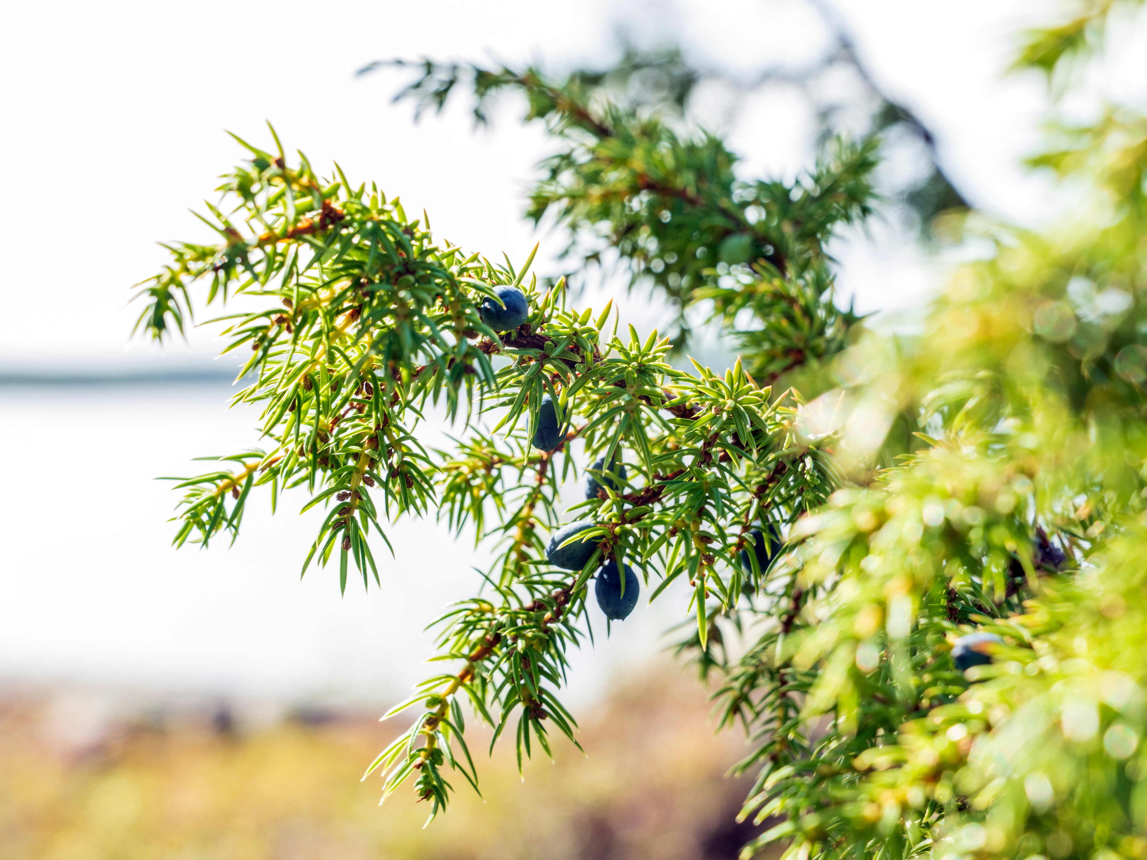 A juniper branch with dark blue berries against a blurred coastal background