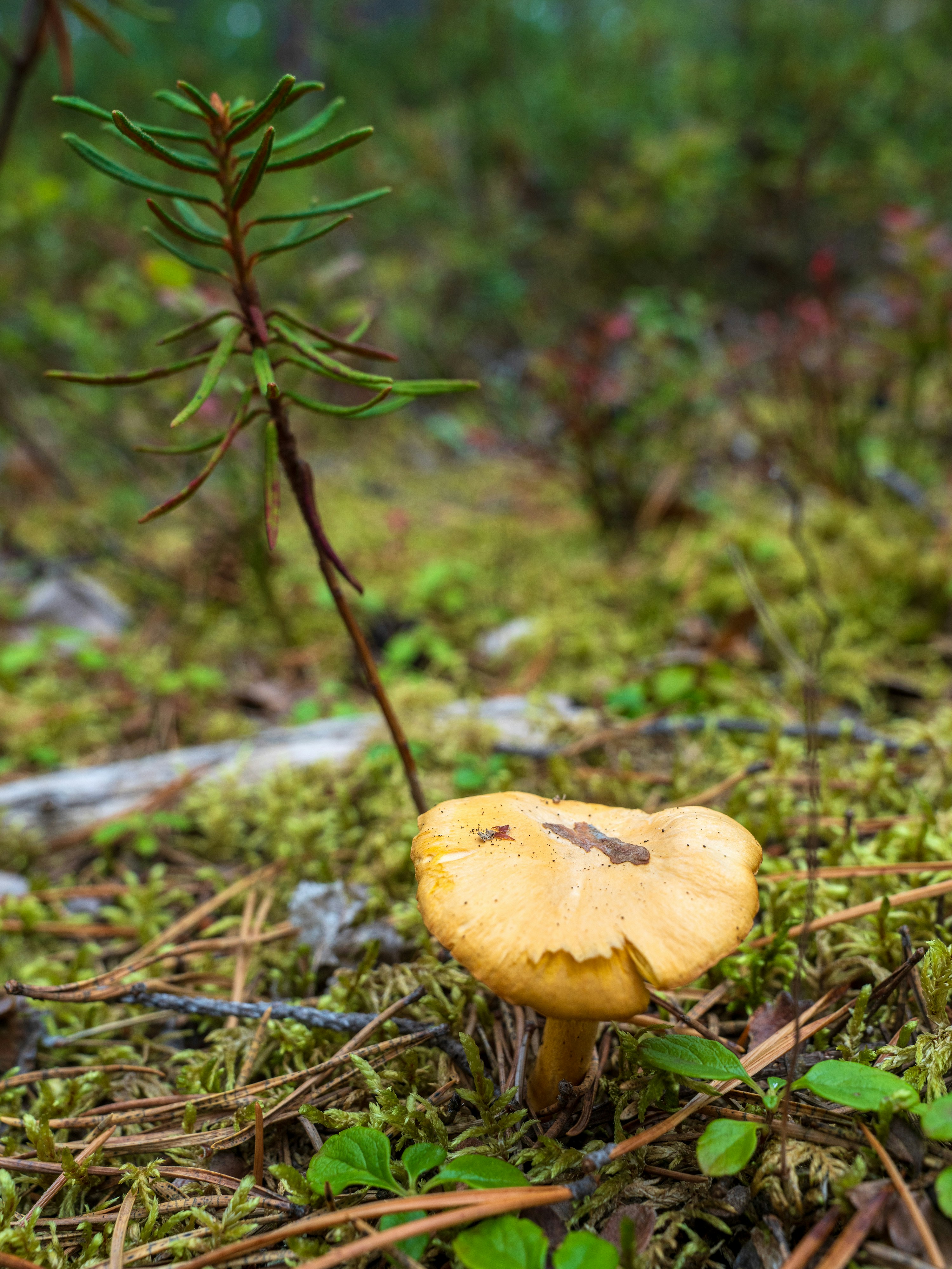 A yellow mushroom growing in mossy forest soil with pine needles