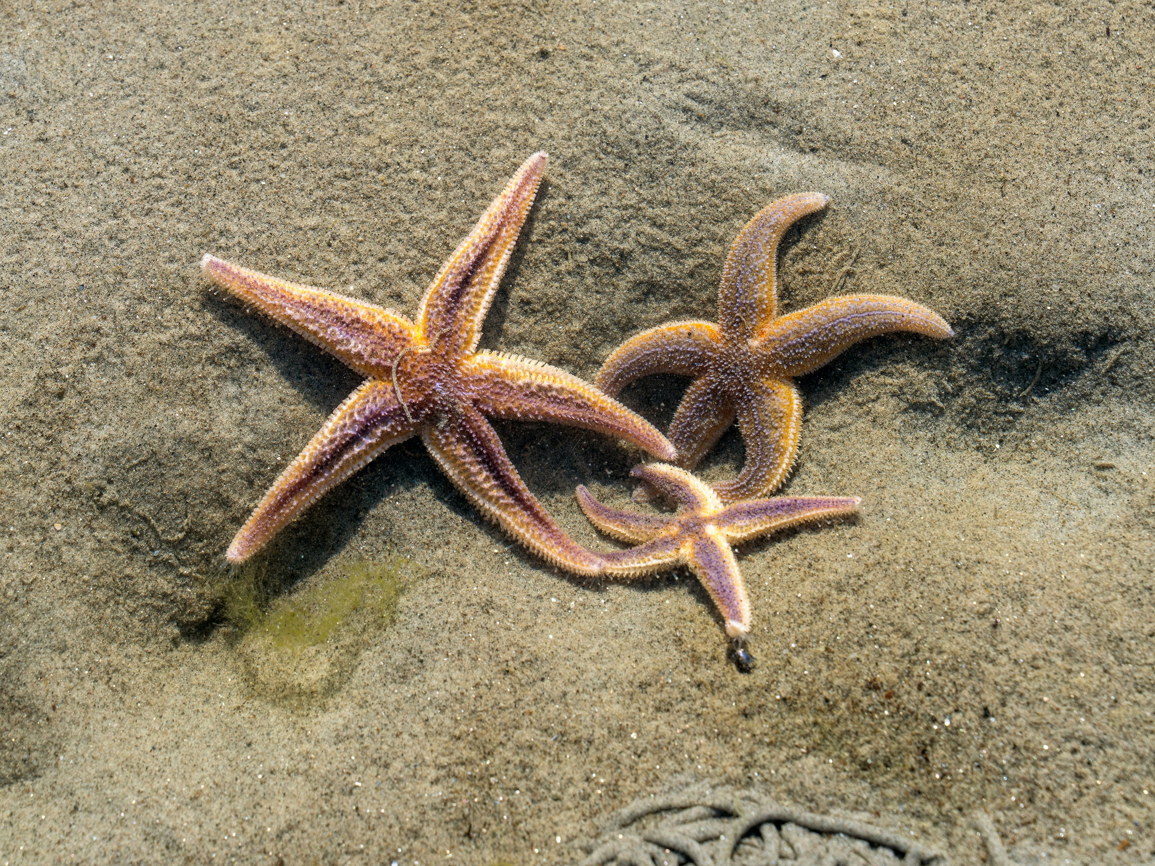 Three purple and orange starfish on wet sand at the beach