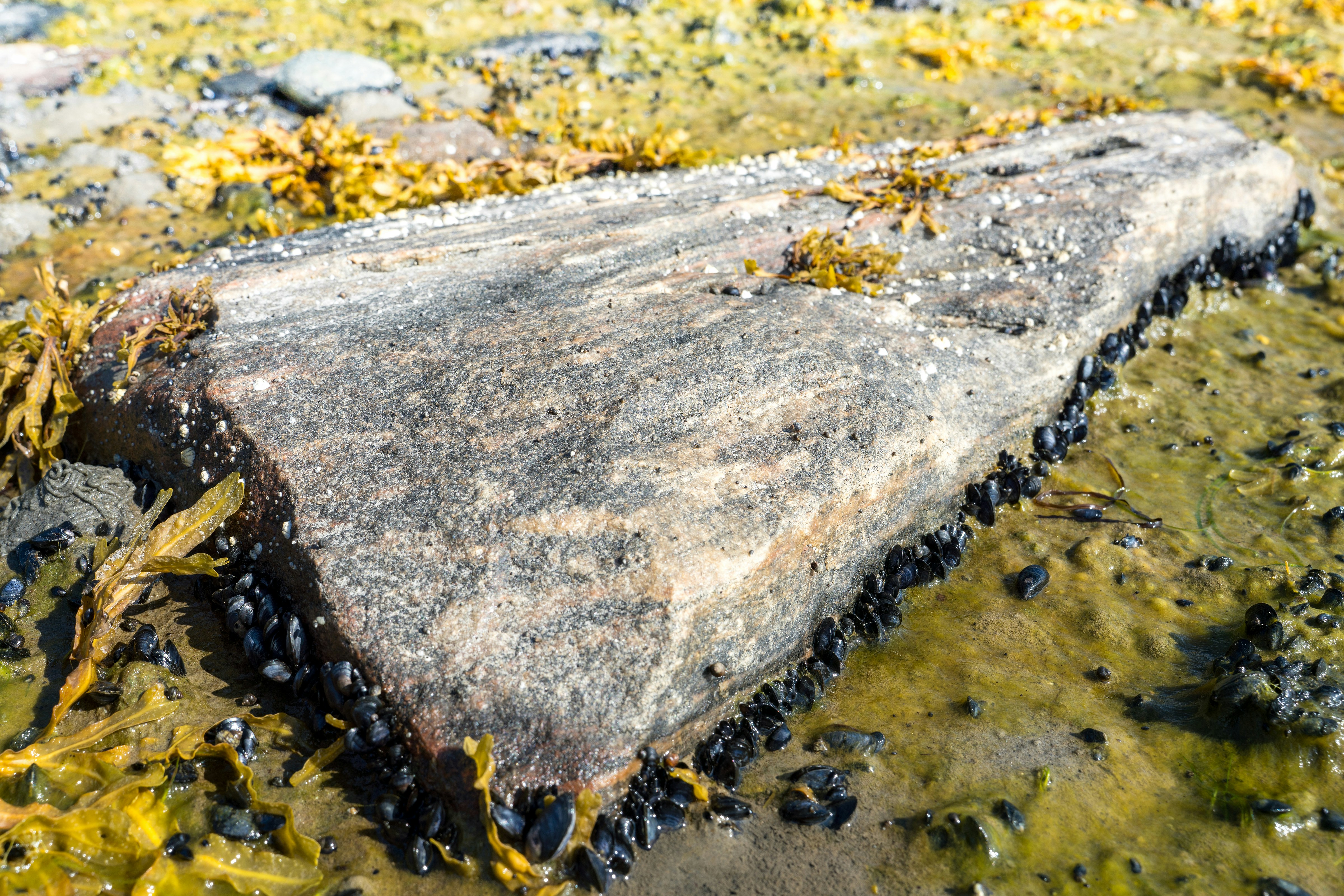 A large grey rock surrounded by black mussels and yellow seaweed on a beach
