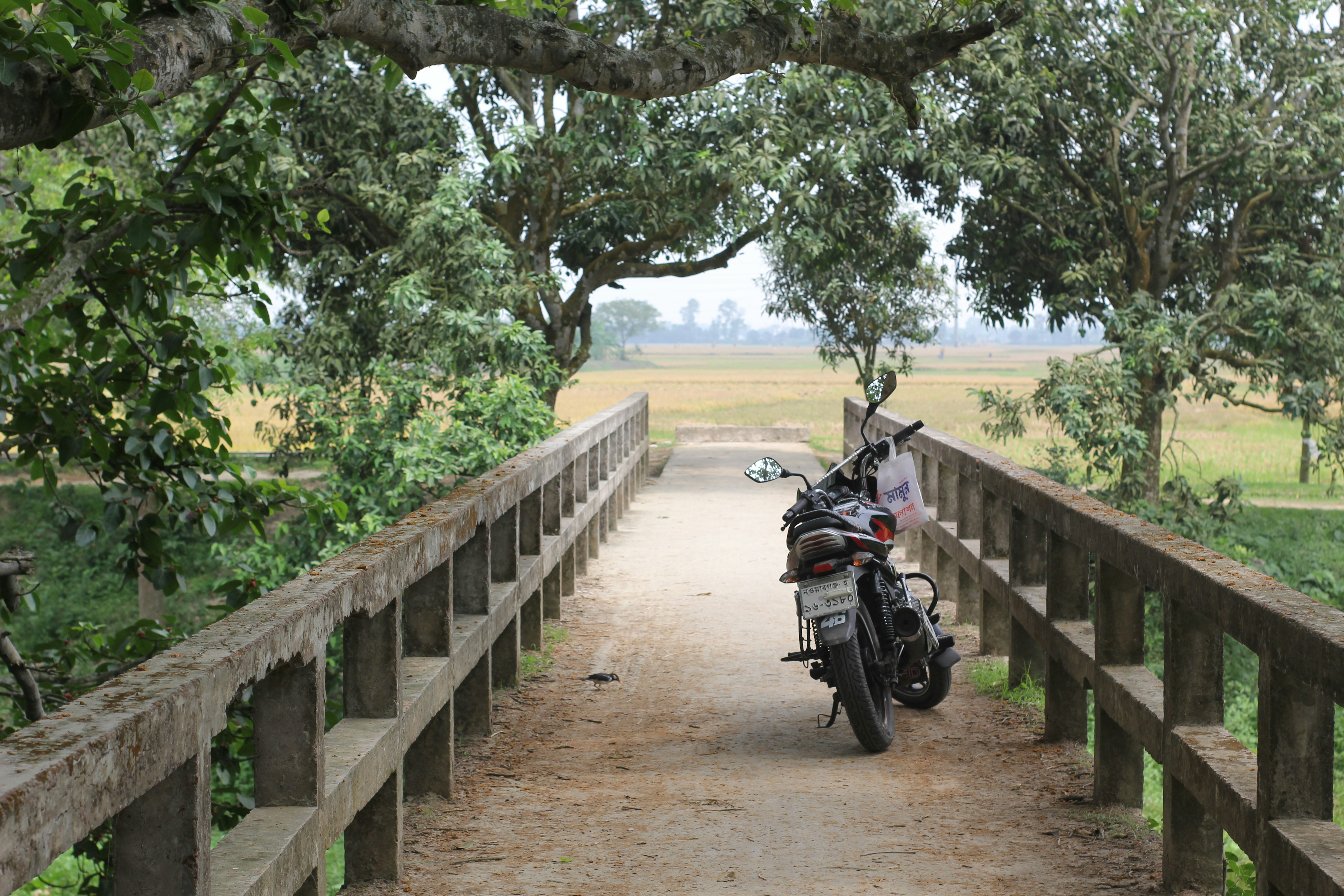 Sepeda motor terparkir di jembatan beton kecil yang dinaungi pepohonan, sawah di ujung jalan
