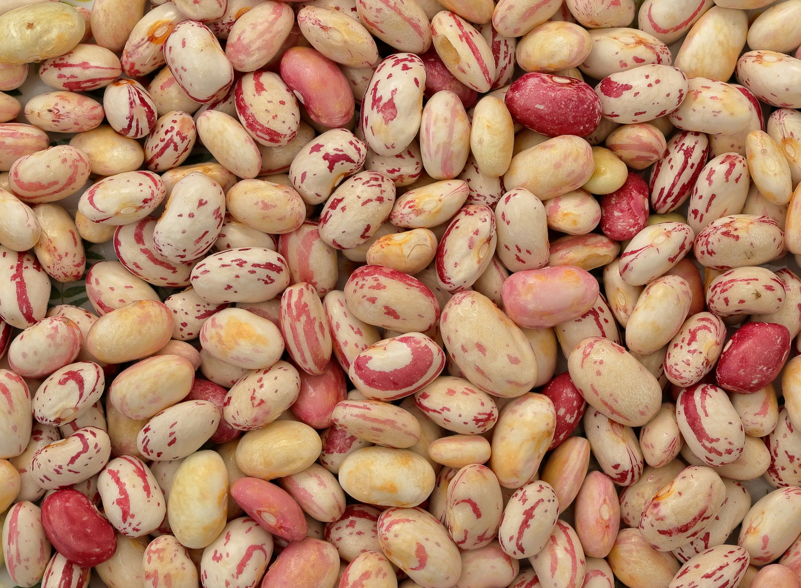 馬目豆（Mucuna urens）粉の栄養成分は下処理でどう変わるか——焙煎・煮沸・浸漬を比較した研究