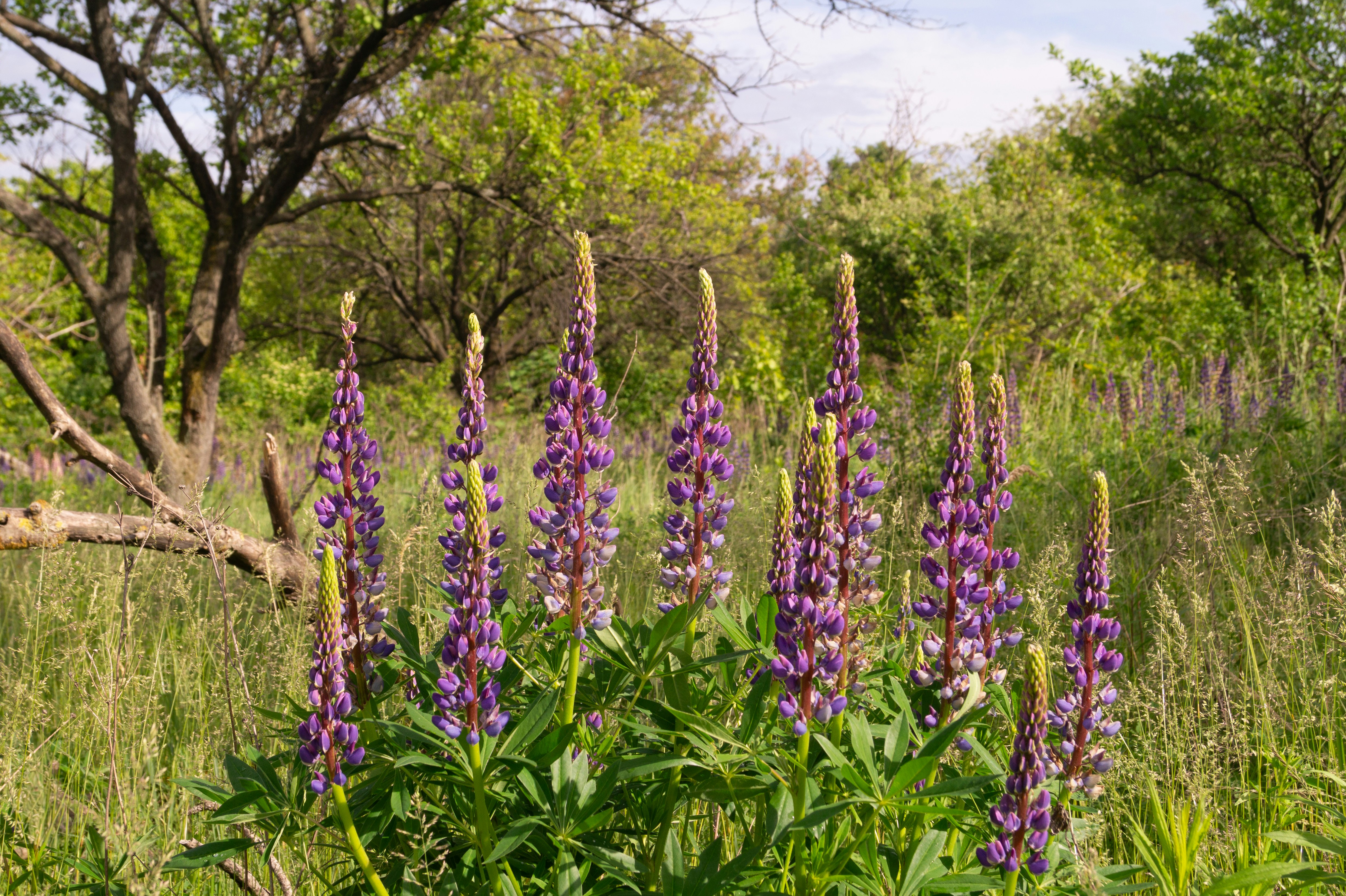 Purple lupine flowers blooming in a grassy meadow with trees in the background