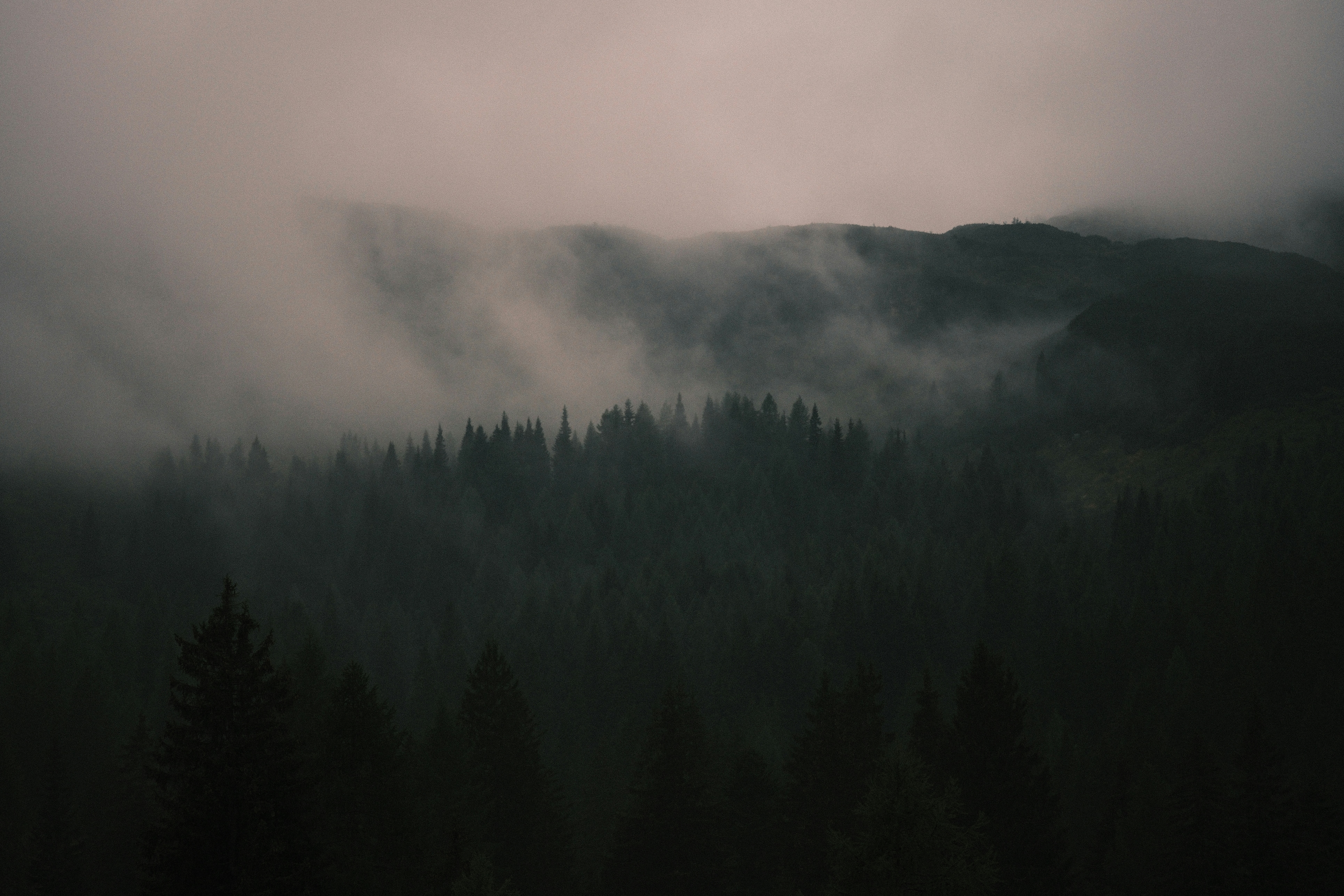 Dichter immergrüner Wald, eingehüllt in dichten grauen Nebel unter einem dunklen Bergrücken