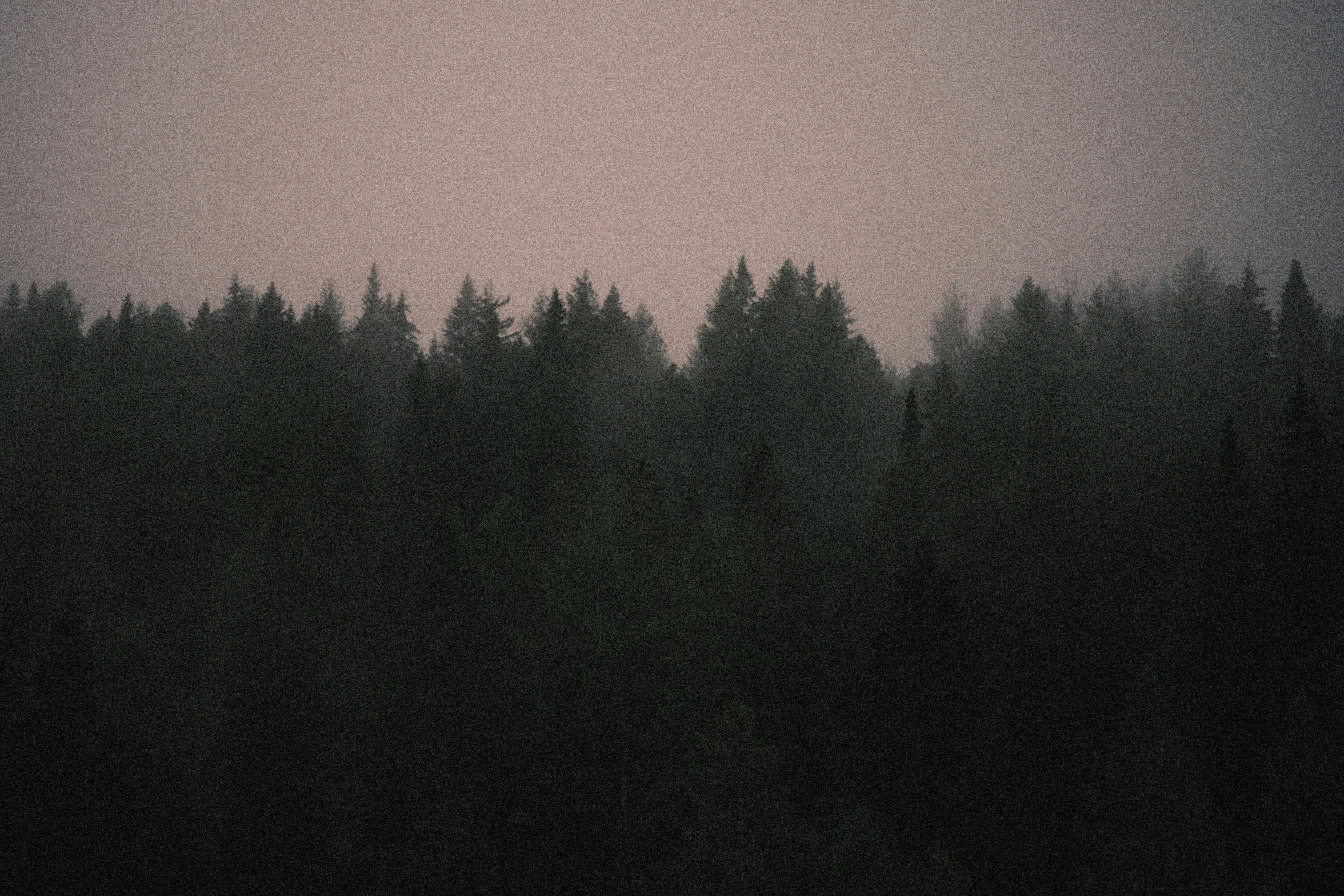 Ein dichter Wald aus Kiefern, eingehüllt in dichten grauen Nebel