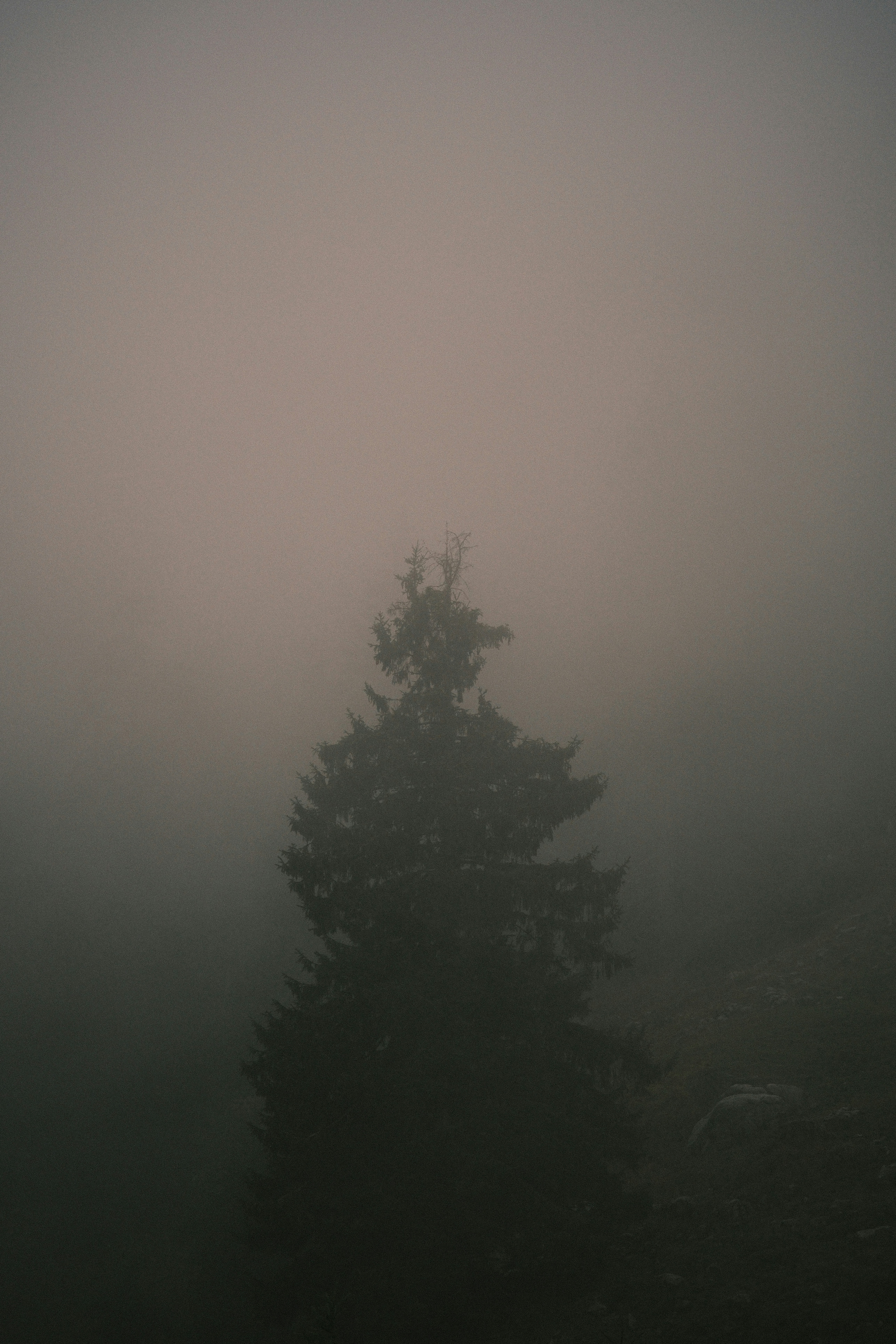 Ein einzelner immergrüner Baum zeichnete sich gegen eine dichte Decke aus grauem Nebel ab.