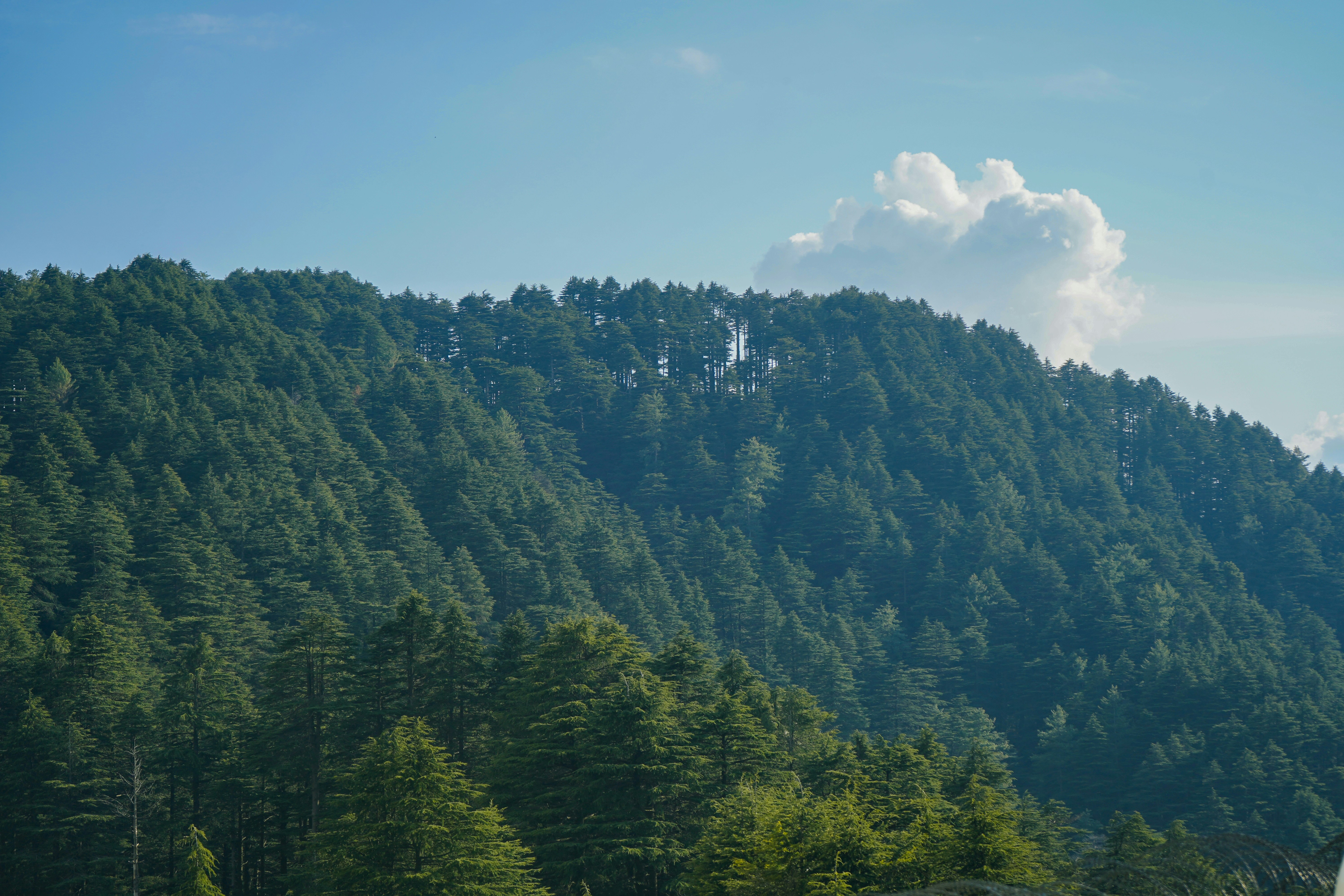 A dense forest of evergreen trees covering a mountain slope under a blue sky