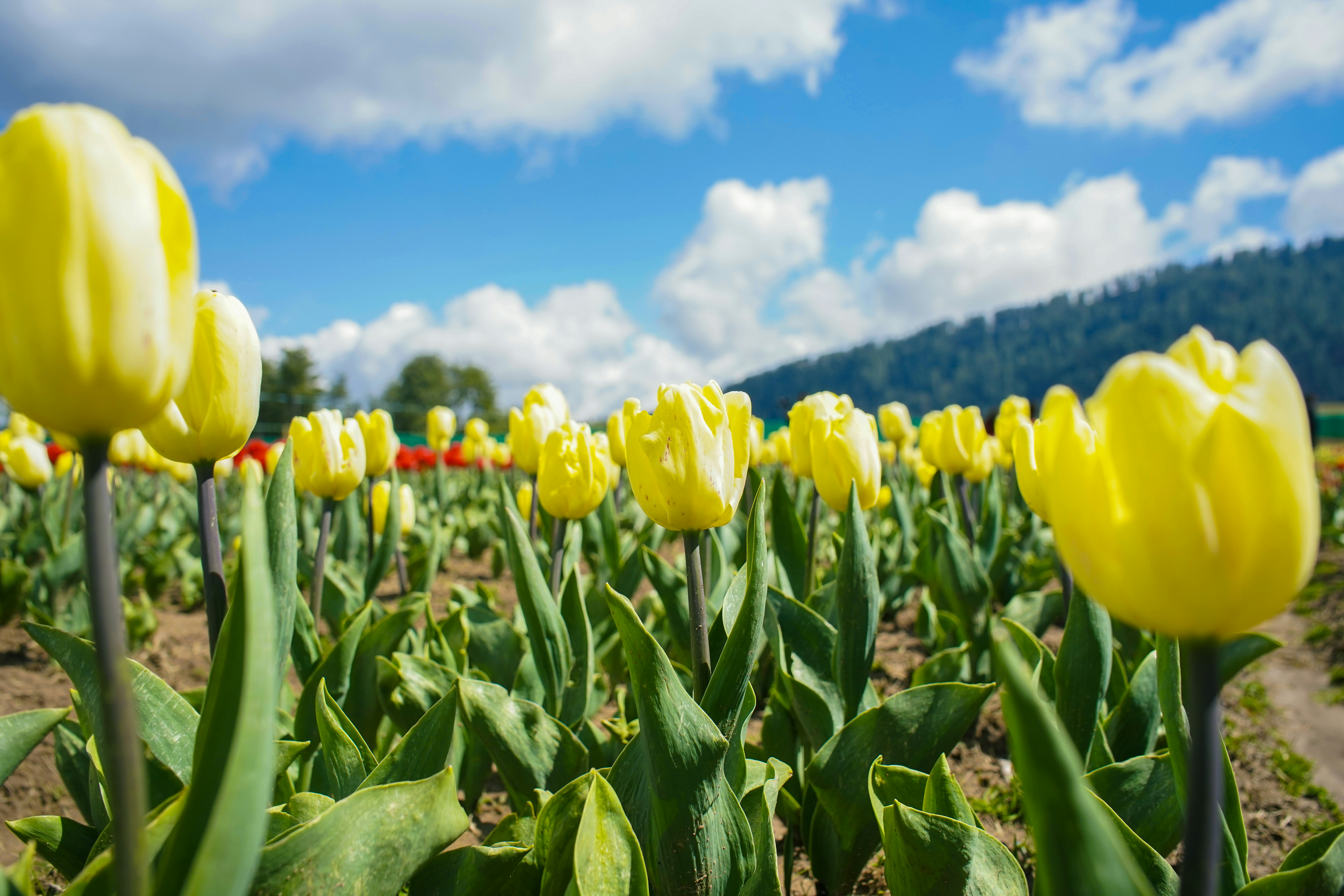 Yellow tulips blooming in a field under a blue sky with white clouds