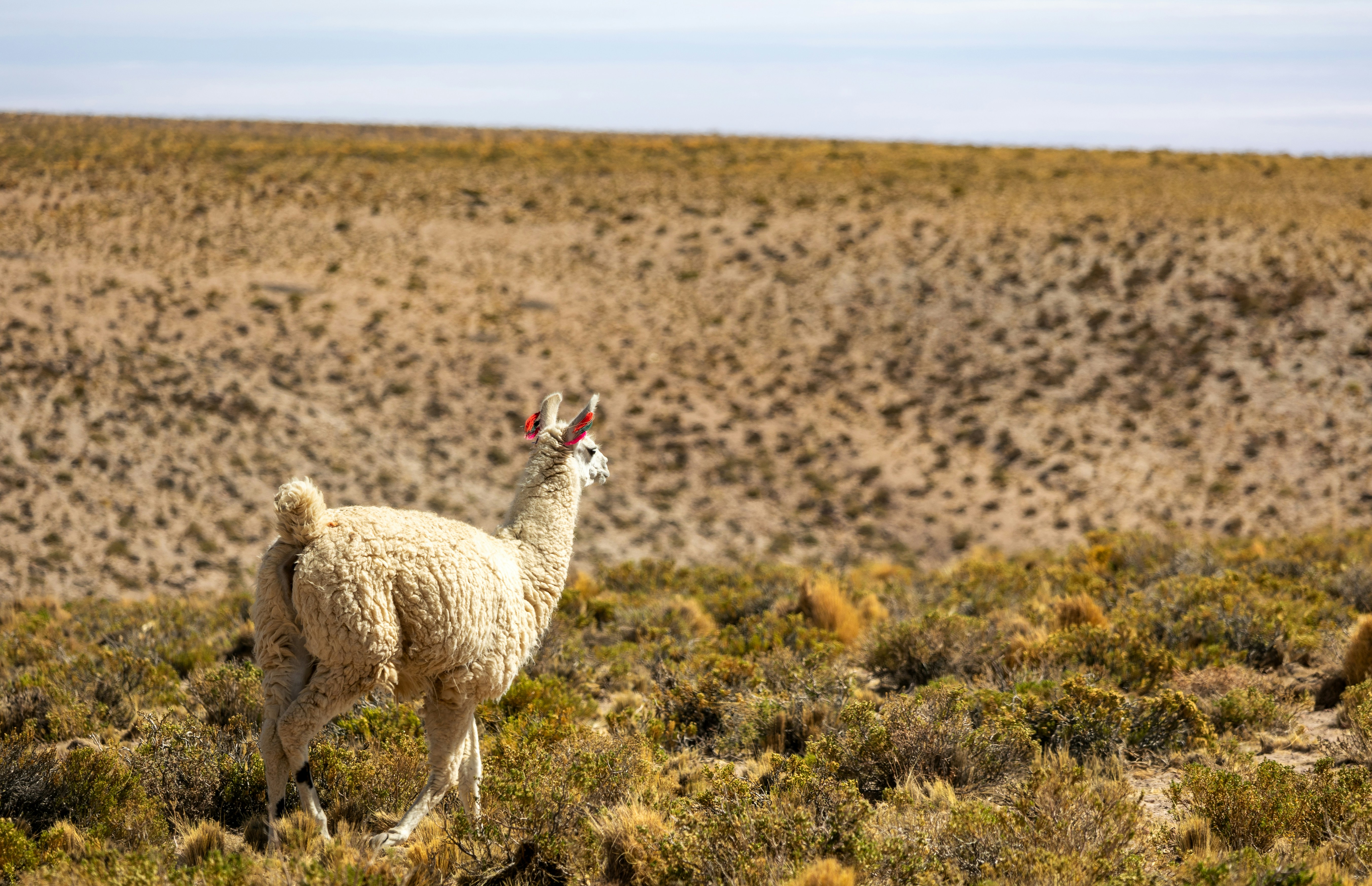 A white llama standing in a dry, shrubby landscape under a clear sky