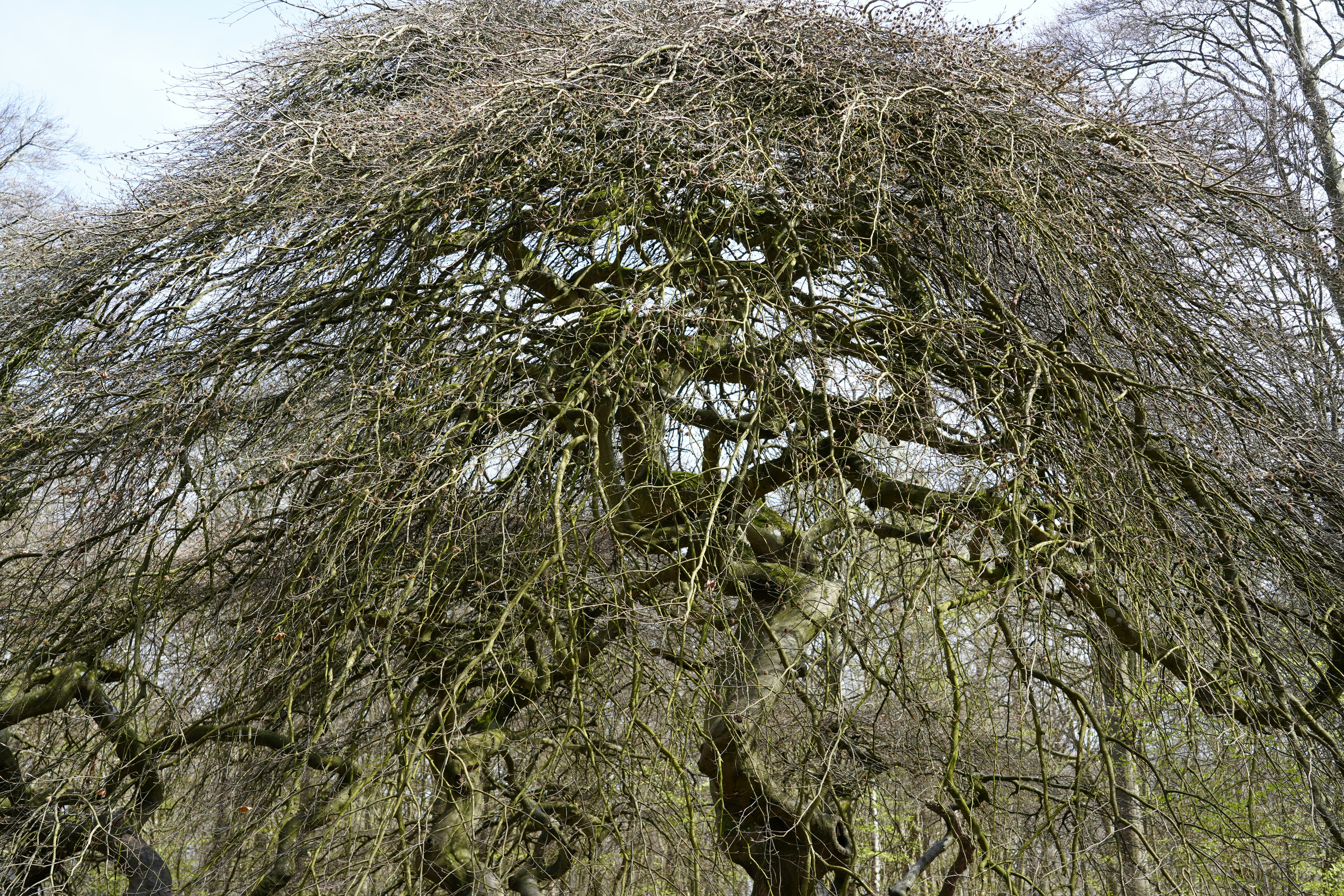 Forêt domaniale de Verzy — Verzy
