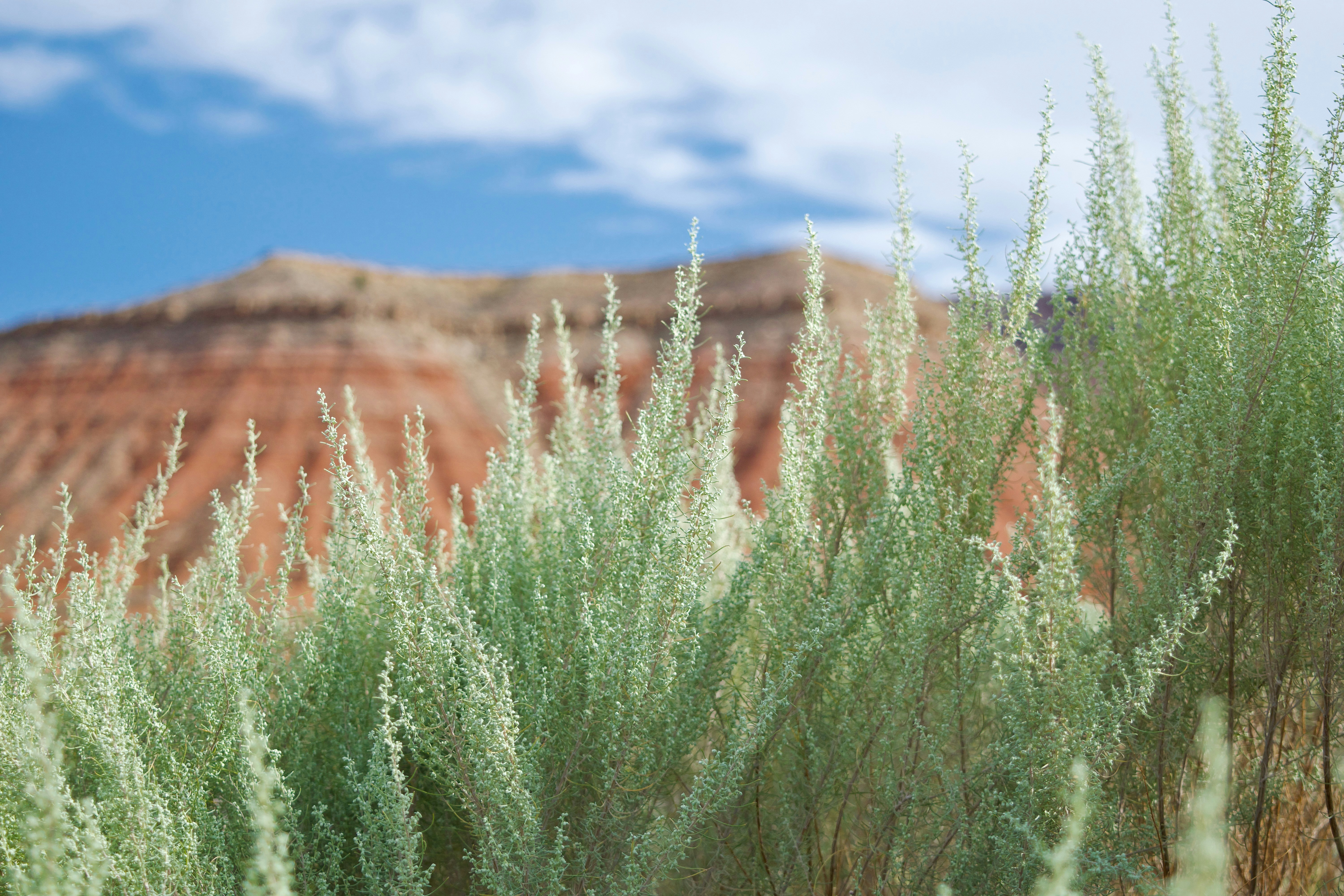 Sagebrush plants in the foreground with a red rock mesa under a blue sky