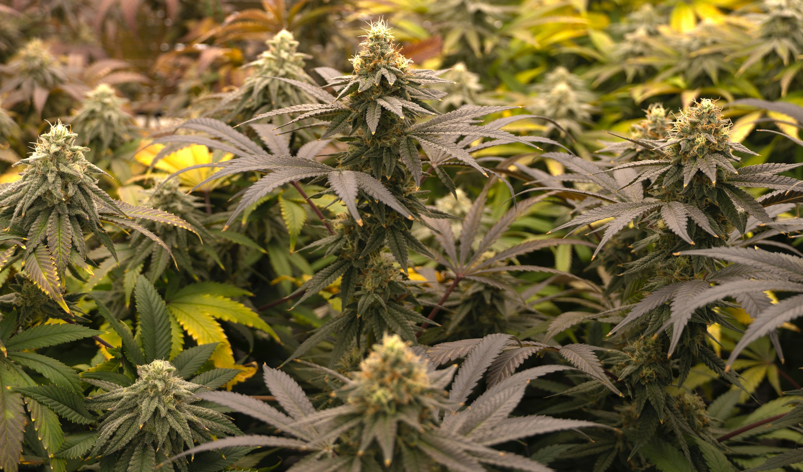 Plantas de cannabis con flores con hojas moradas oscuras y verdes en un jardín interior
