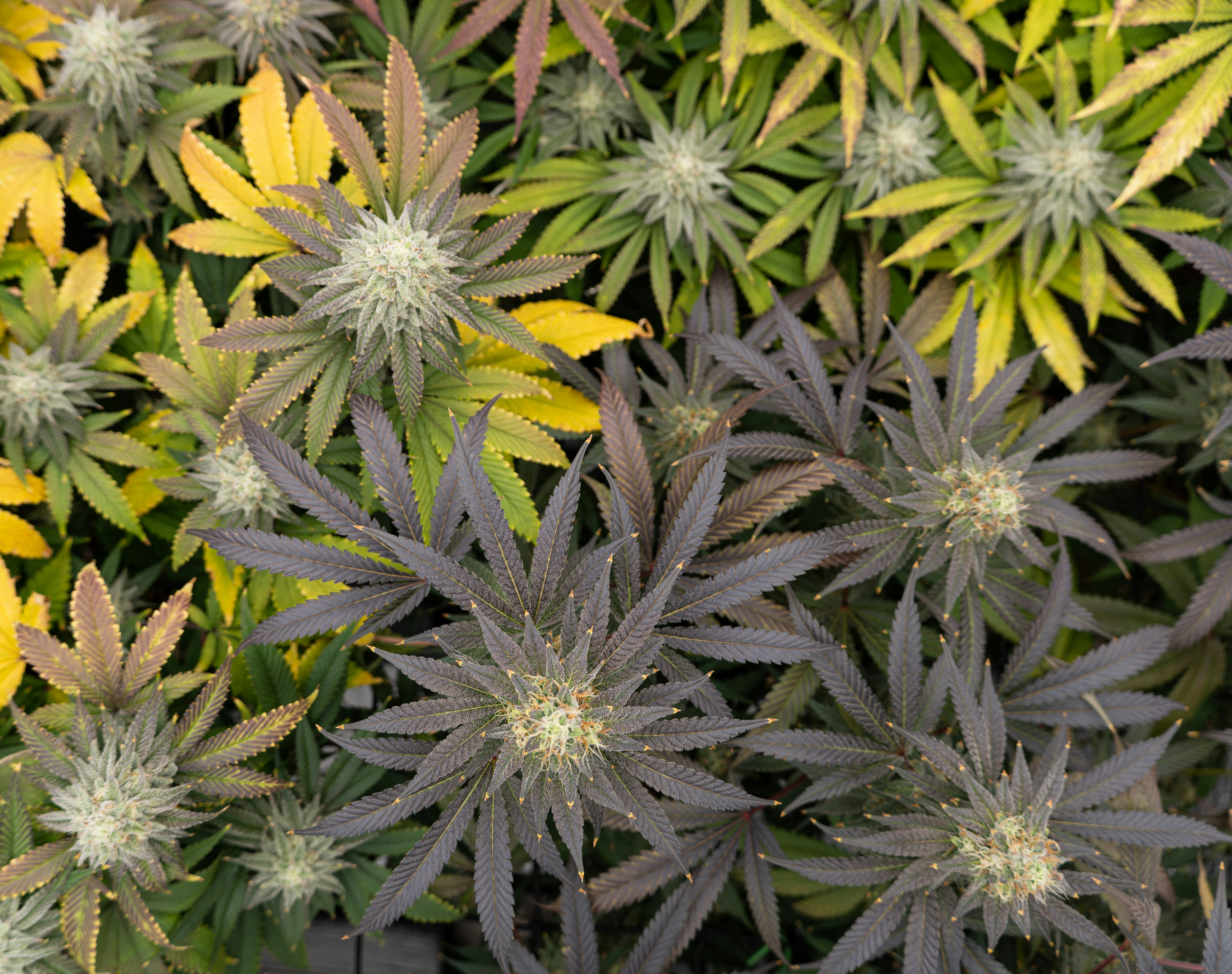 Plantas de cannabis con hojas moradas y amarillas y capullos floridos densos
