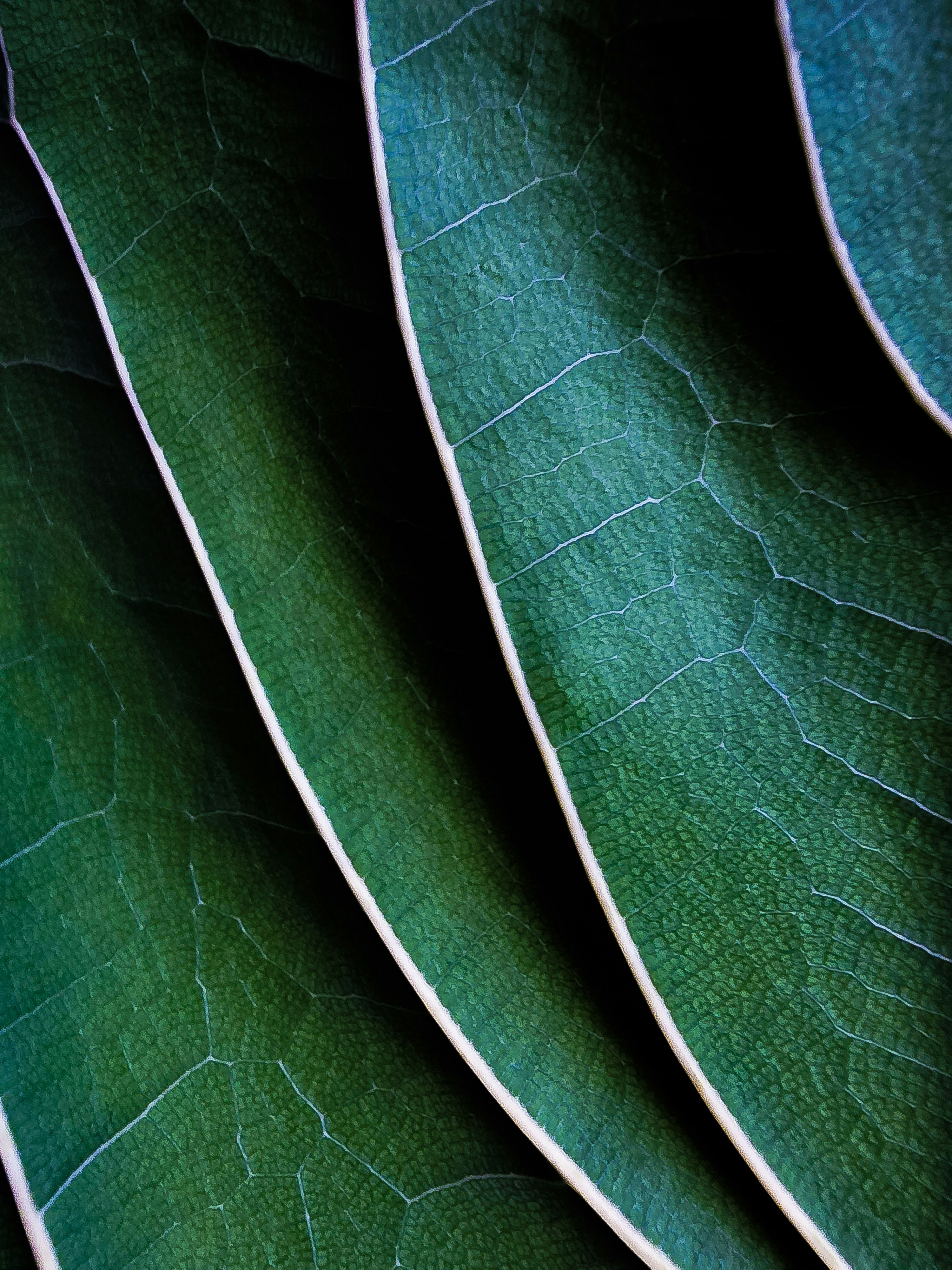 Close-up of overlapping dark green leaves with visible light veins and edges