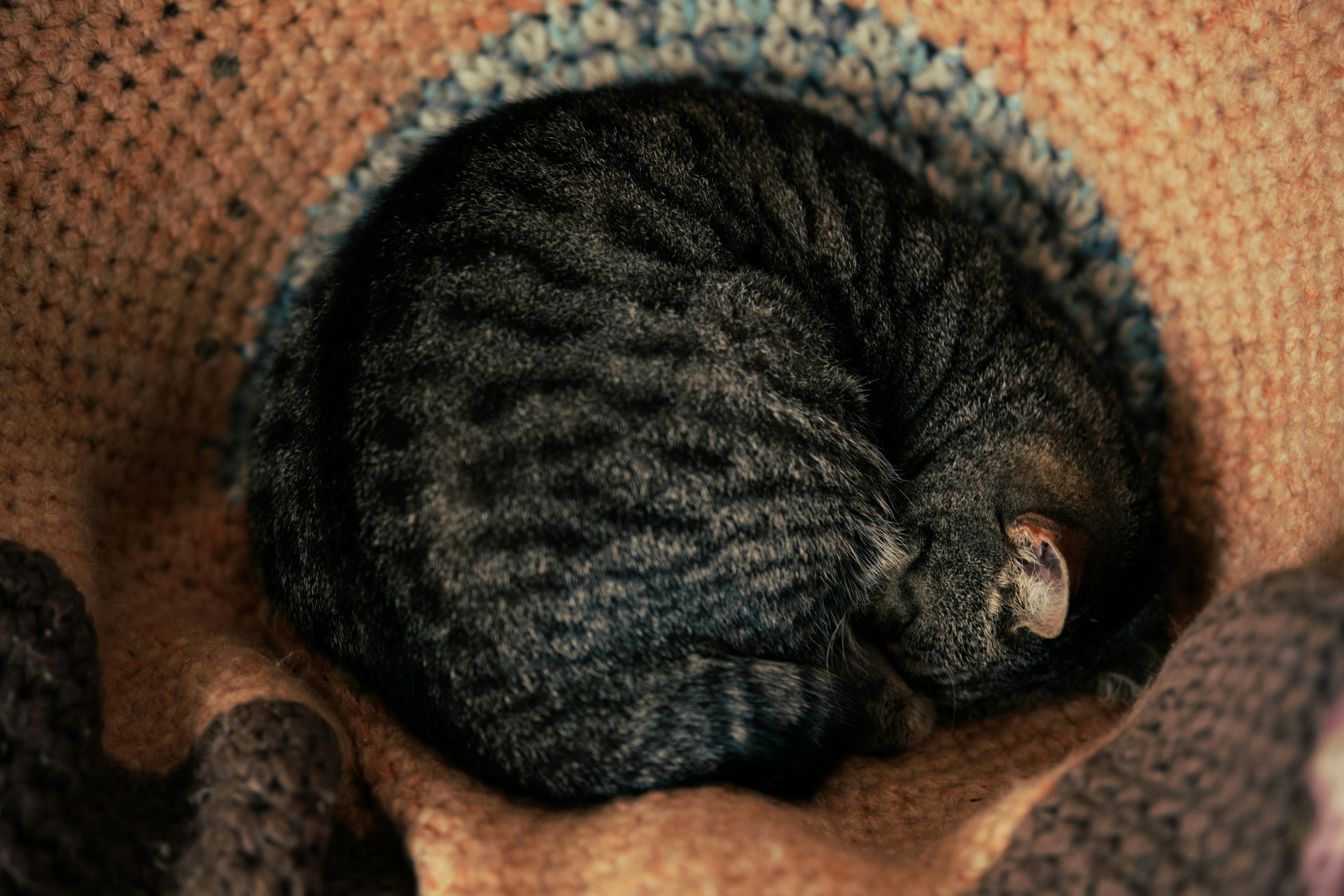 A grey tabby cat curled into a tight ball on a textured blanket