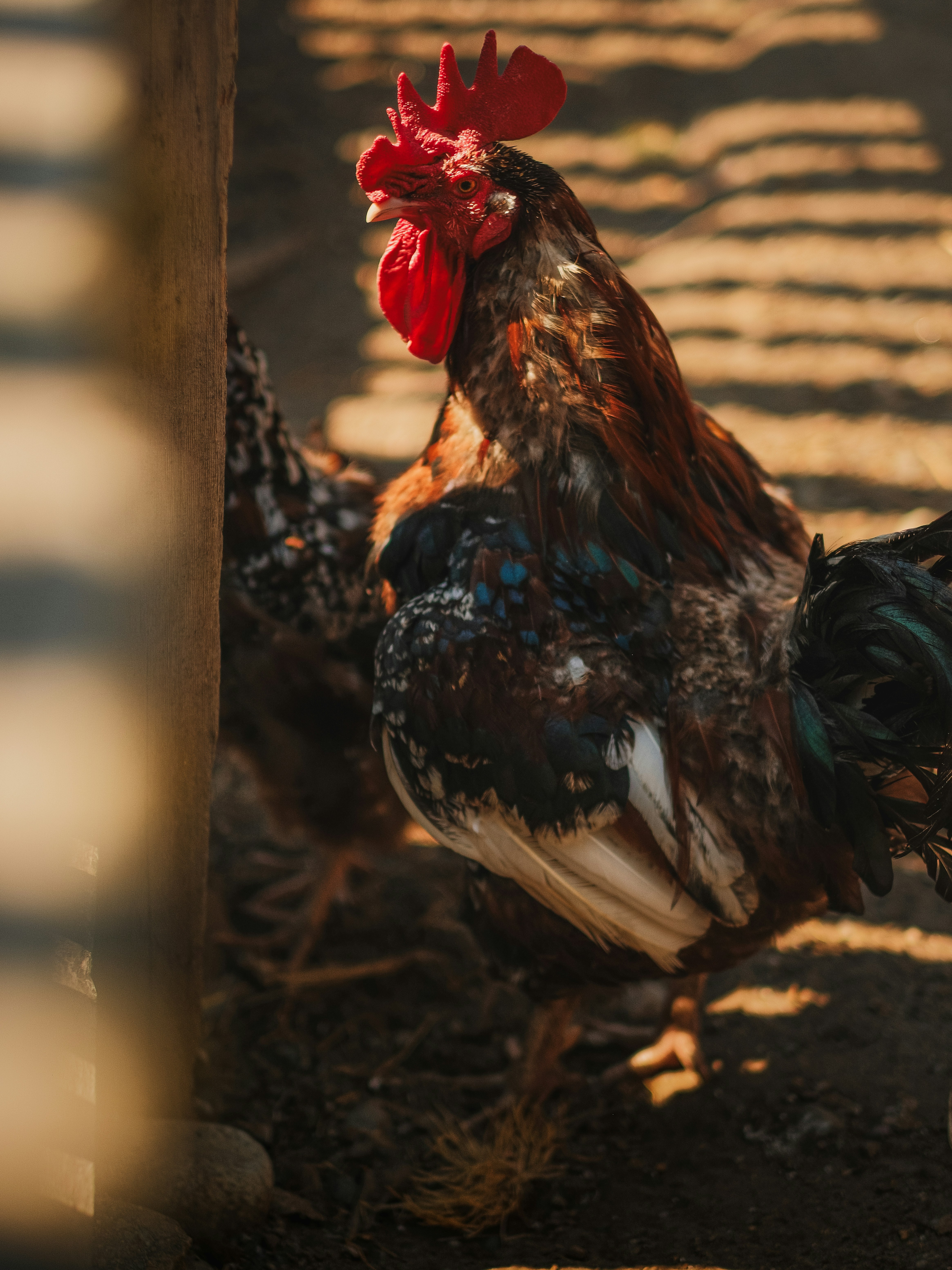A rooster with iridescent feathers and a red comb in a sunlit coop