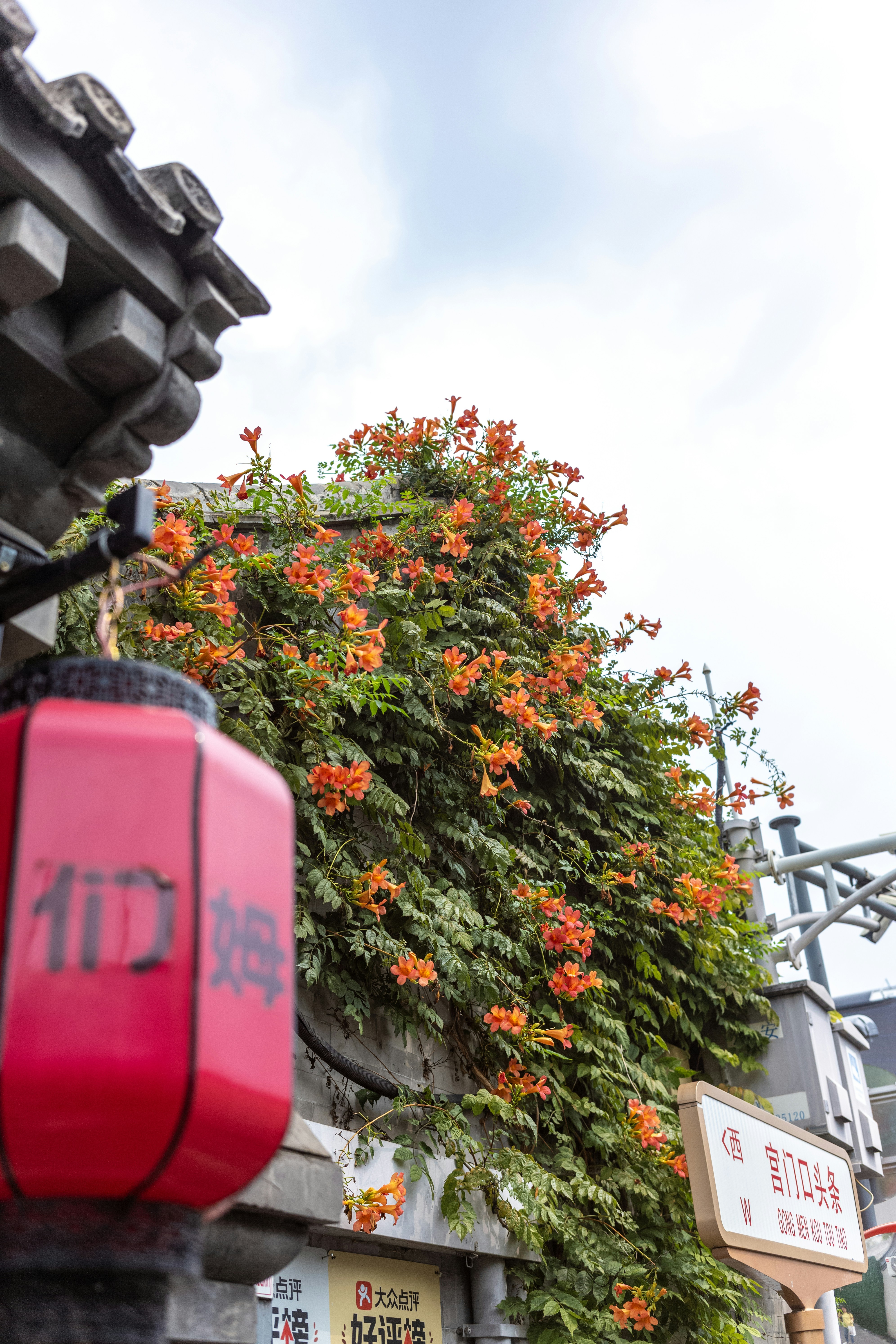 Orange trumpet vine flowers climbing a grey stone wall with a red lantern