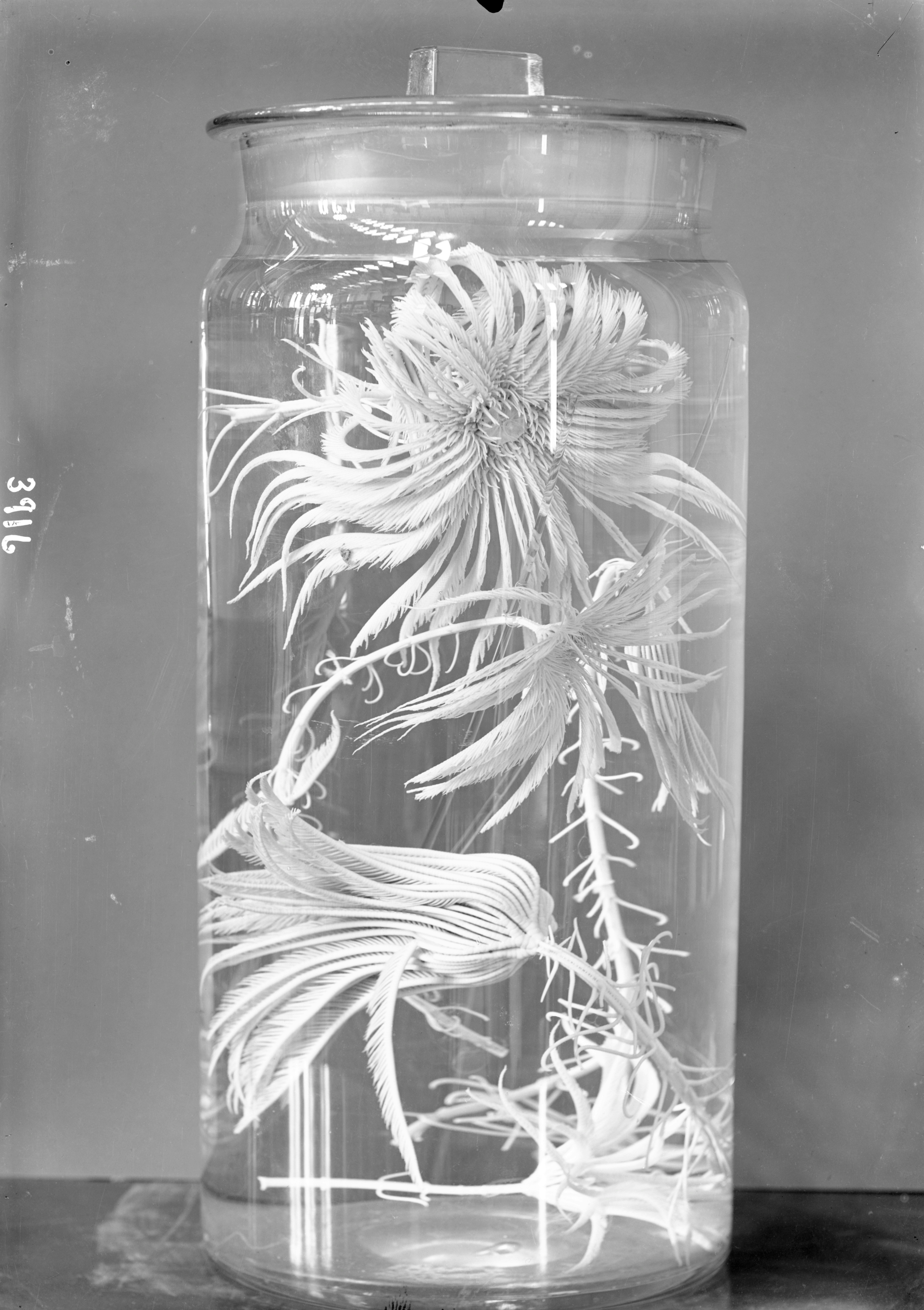 Crinoid Specimen in Cylindrical Jar Filled with Spirits circ. 1800s From 7