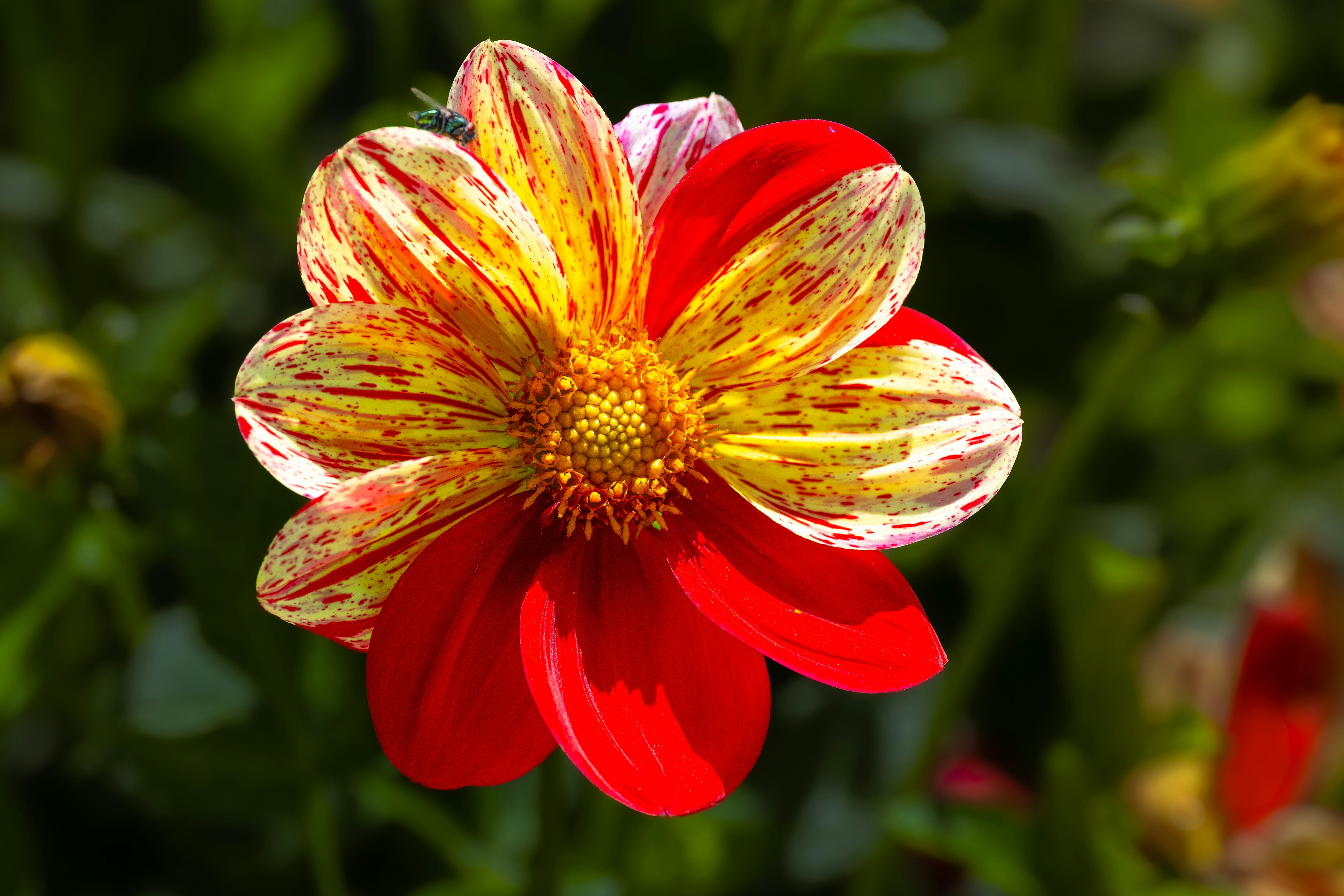 A dahlia flower with red and yellow variegated petals and a small fly