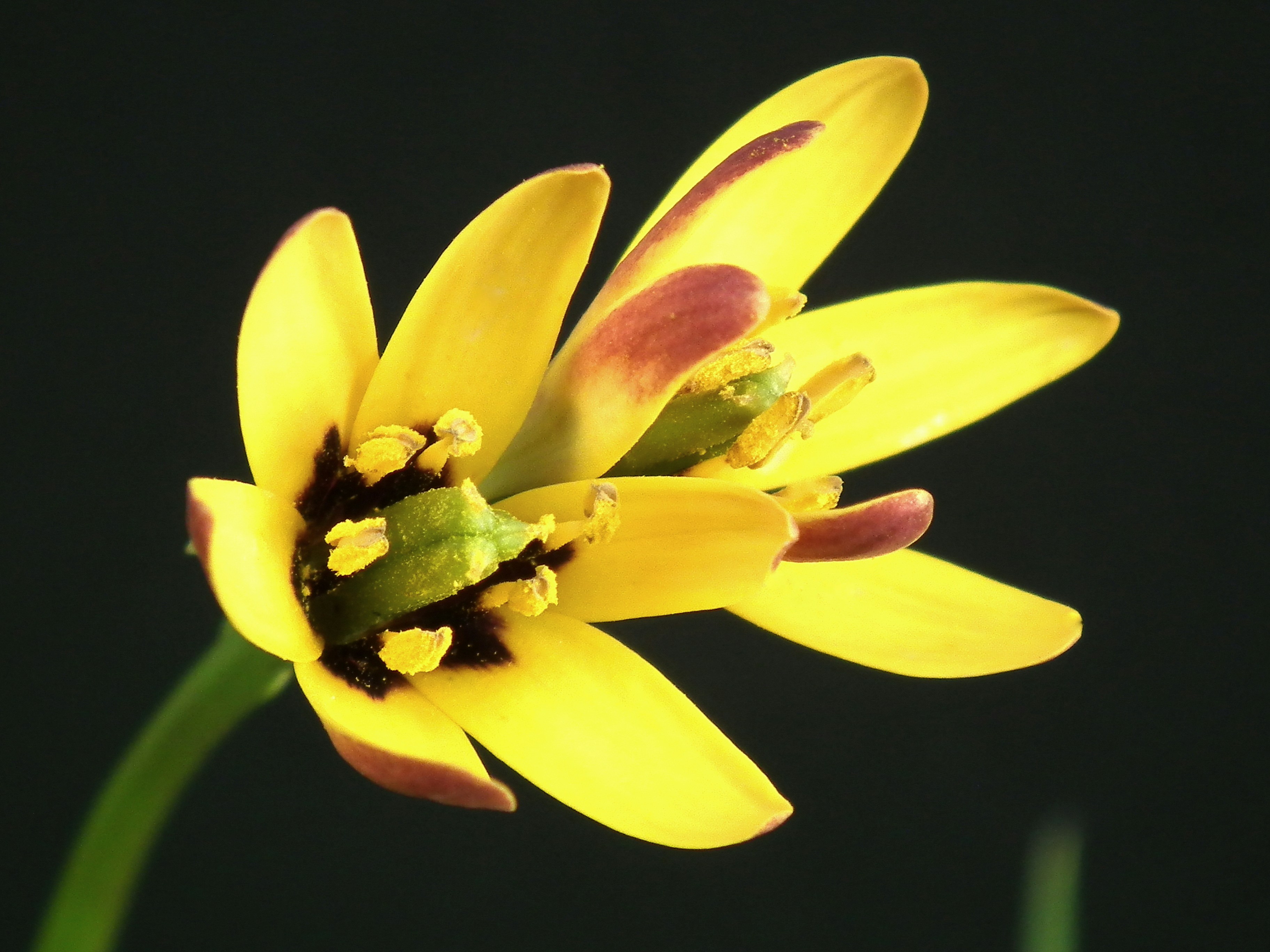 黒い背景に、中心が濃い紫色で花粉で覆われた雄しべを持つ黄色い花です