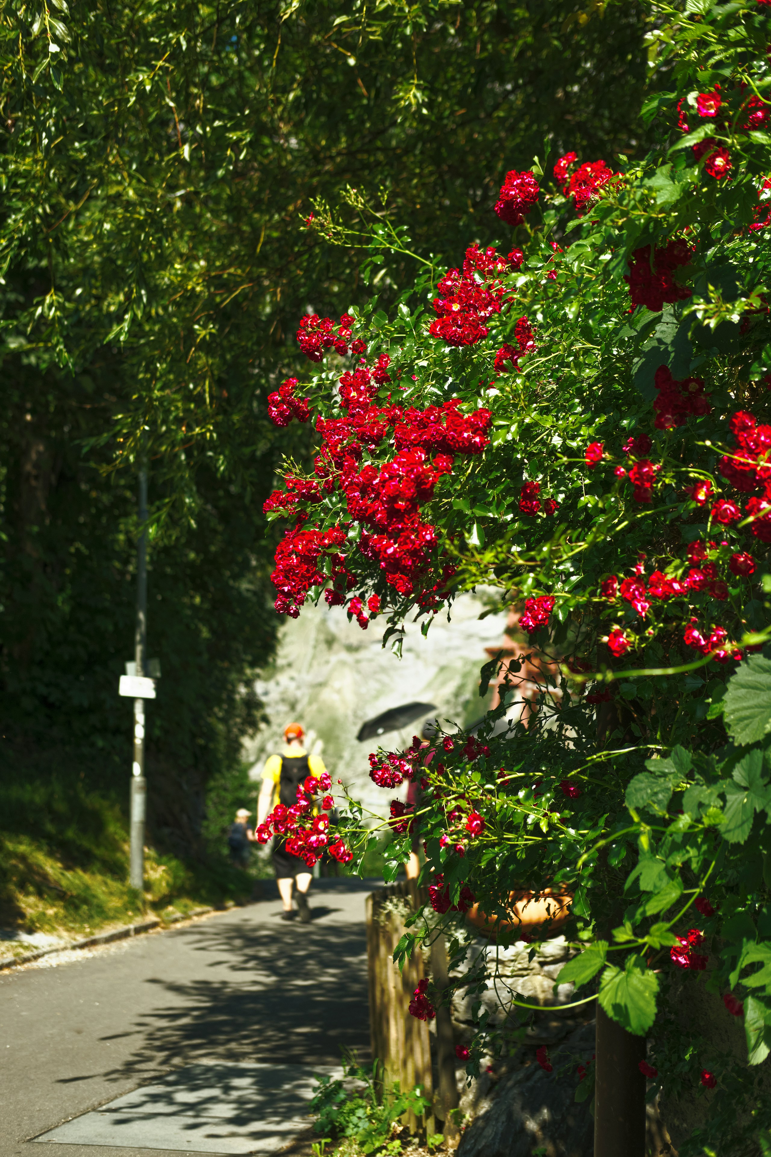 A person walking along a path beside a bush of vibrant red roses