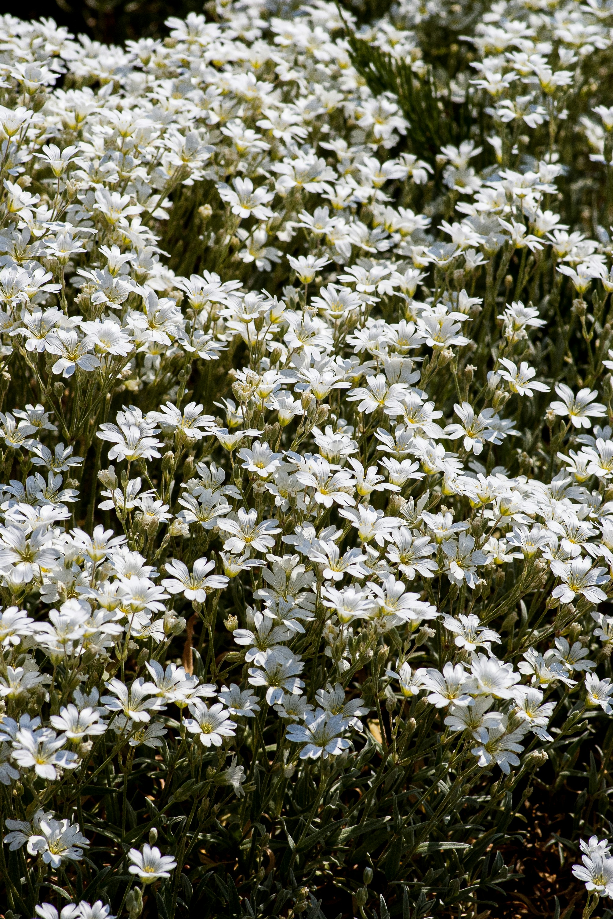 A dense cluster of small white flowers with yellow centers in bright sunlight