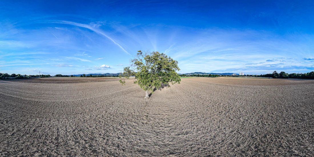 A lone tree in a vast dry field