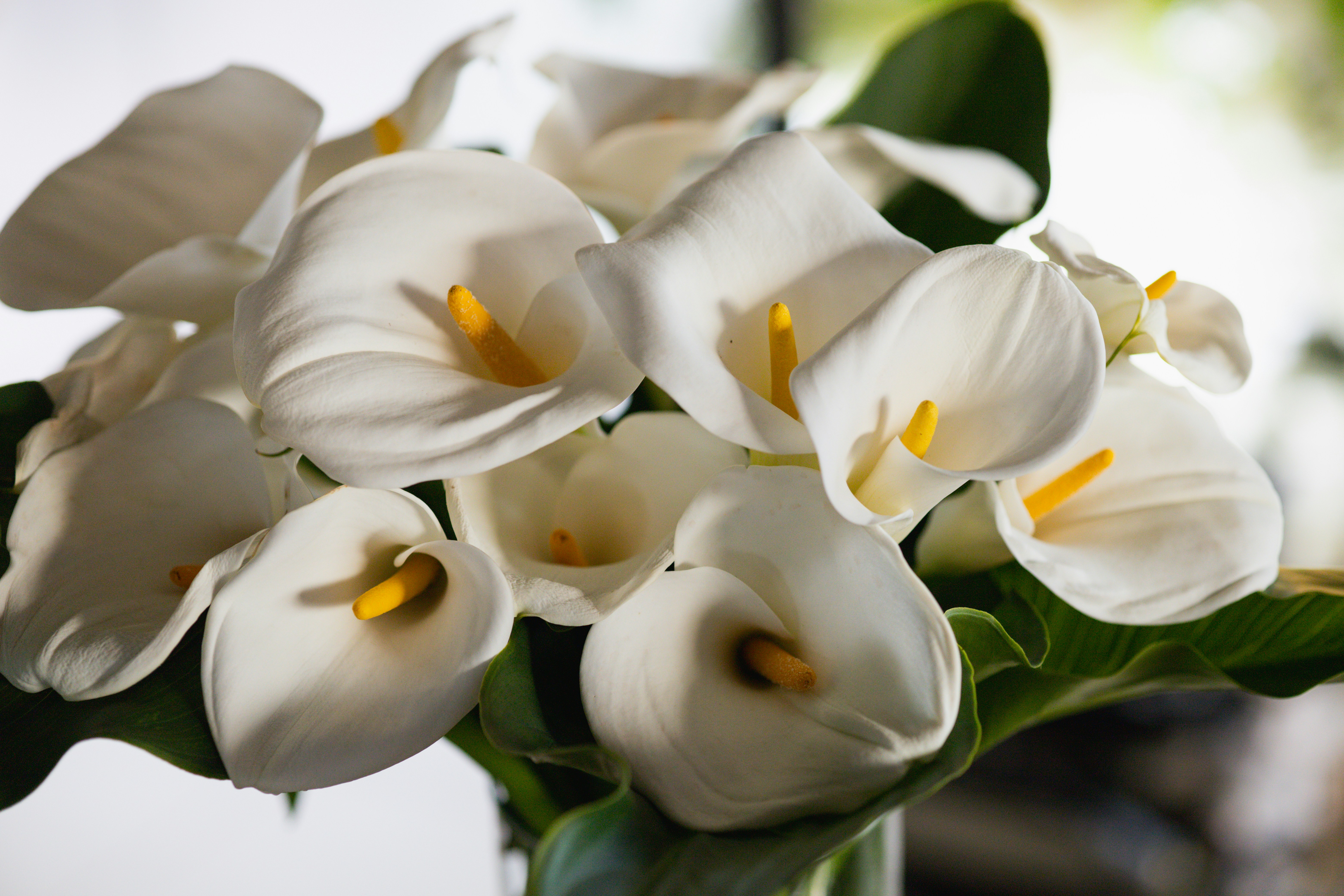 A bouquet of white calla lilies with yellow spadices and green leaves
