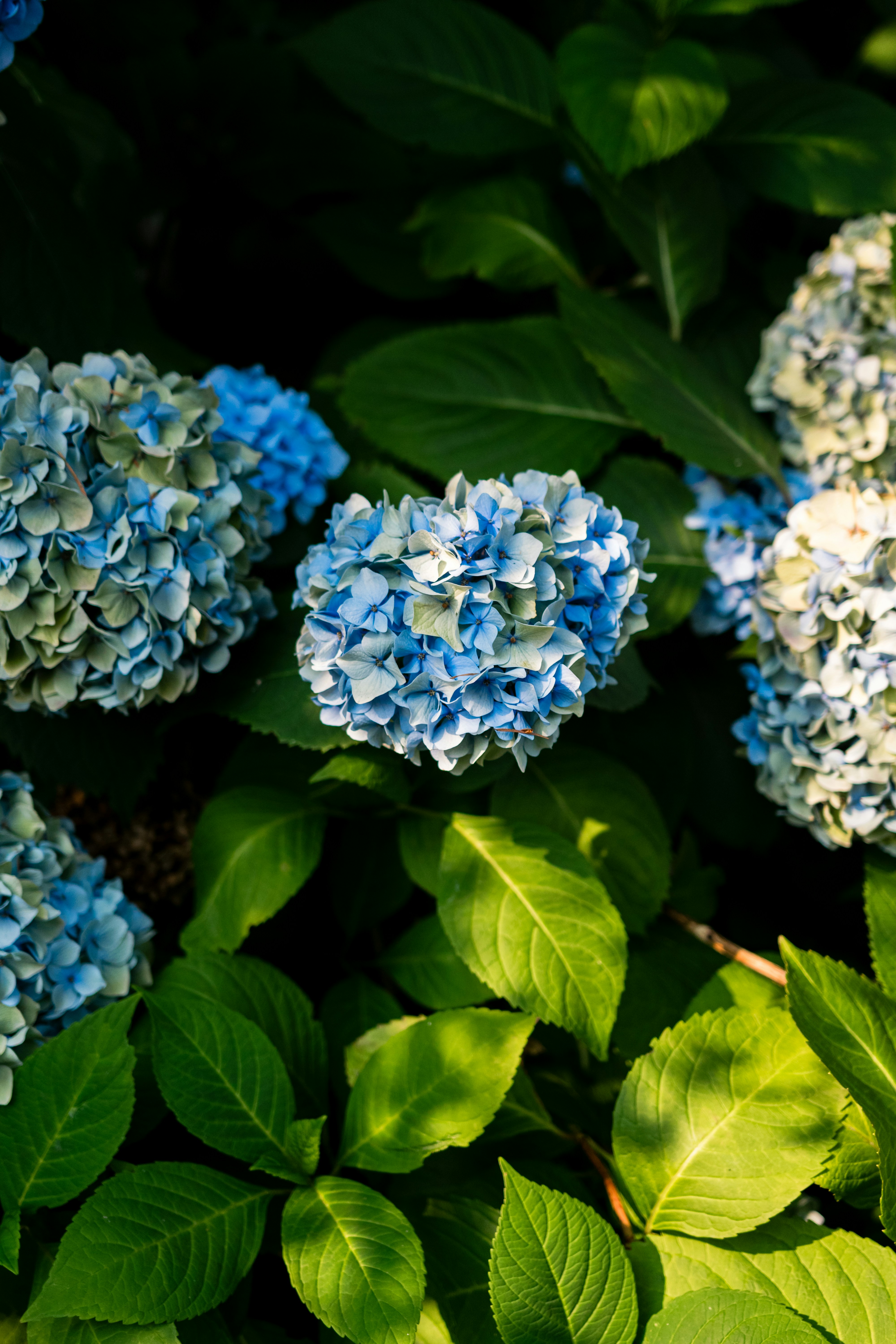 Clusters of blue hydrangea flowers surrounded by lush green leaves in sunlight