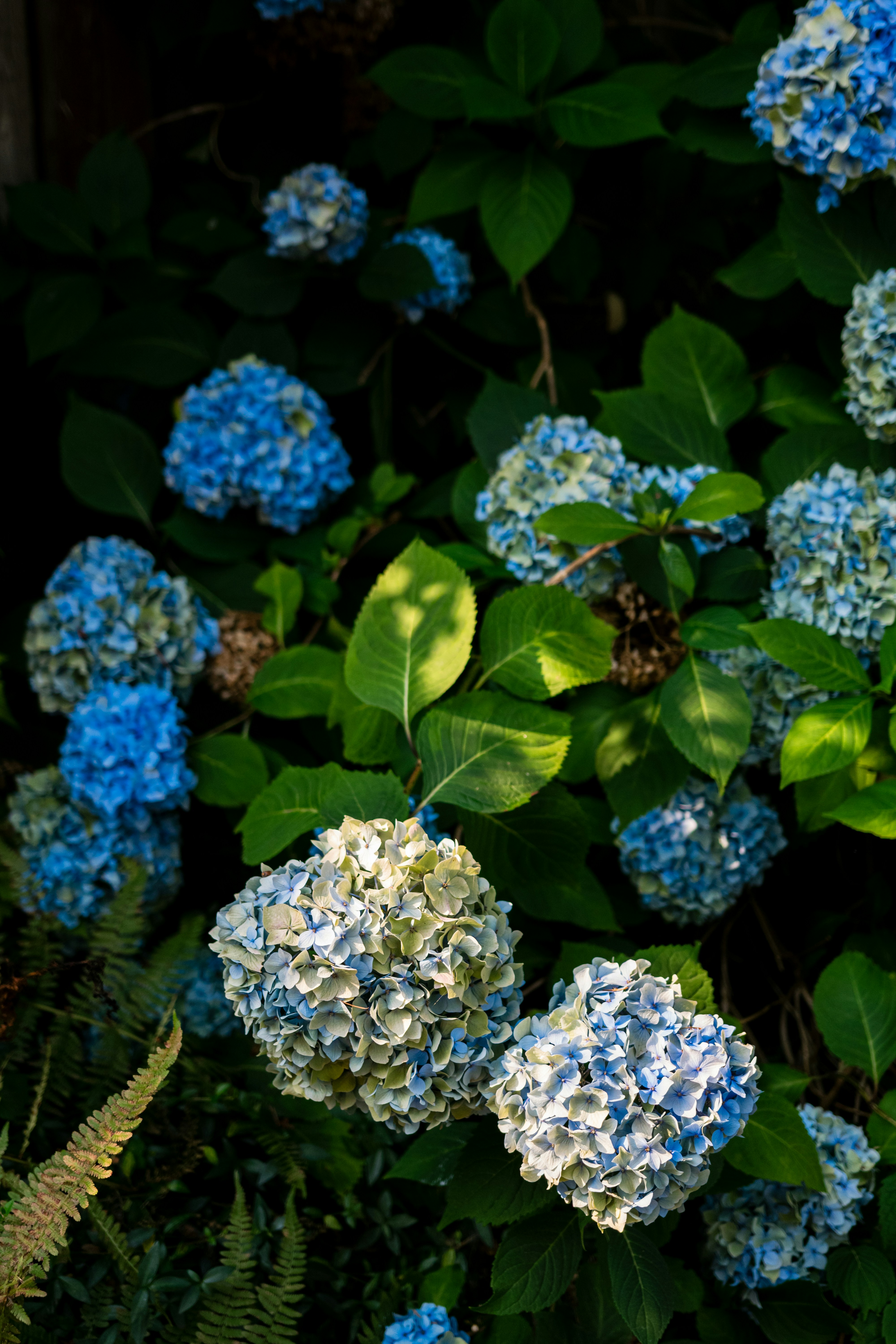 Clusters of blue and pale green hydrangea flowers among dark green leaves