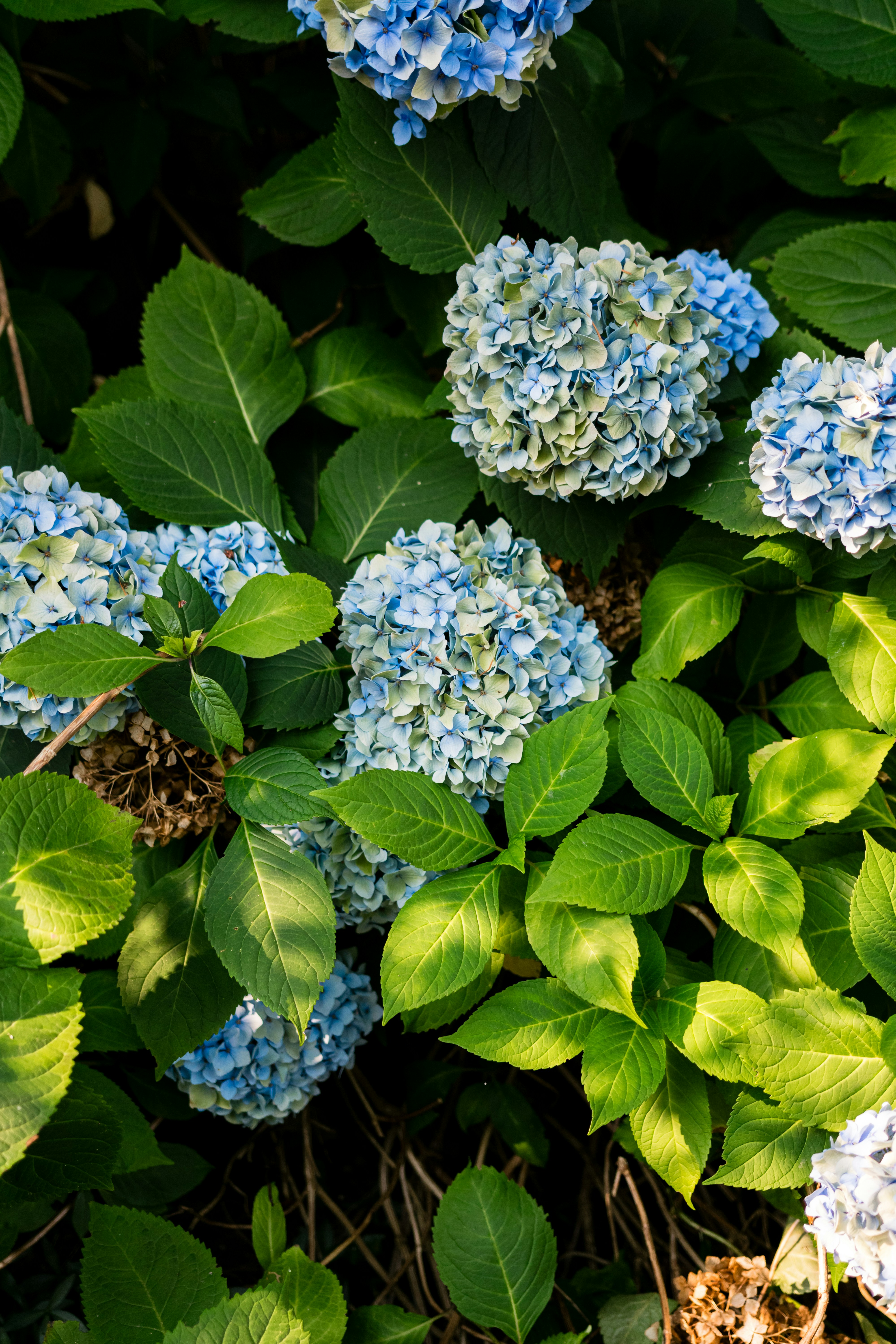 Blue hydrangea flower clusters surrounded by lush green leaves in bright sunlight