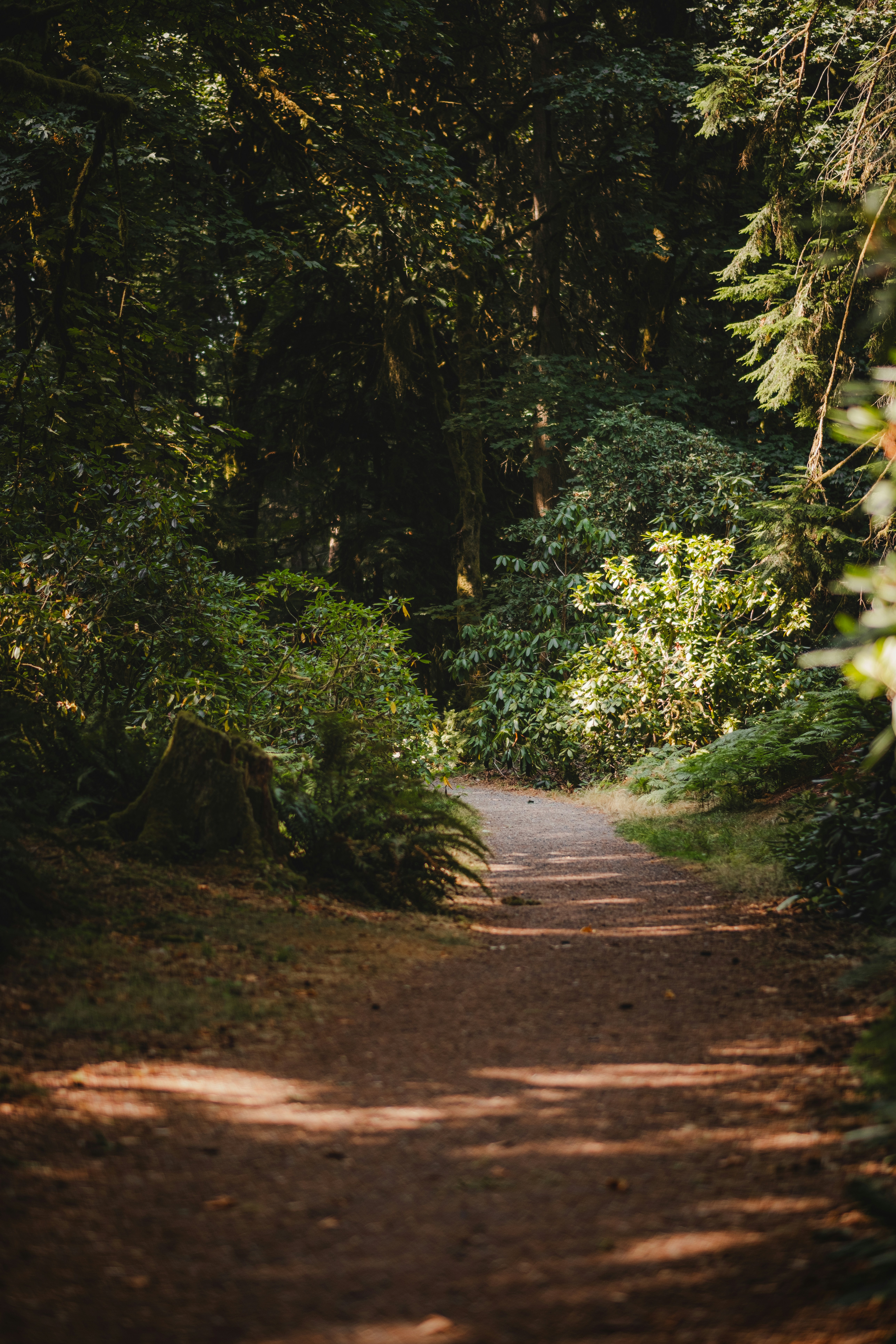 A dirt path winding through a dense forest with dappled sunlight on foliage