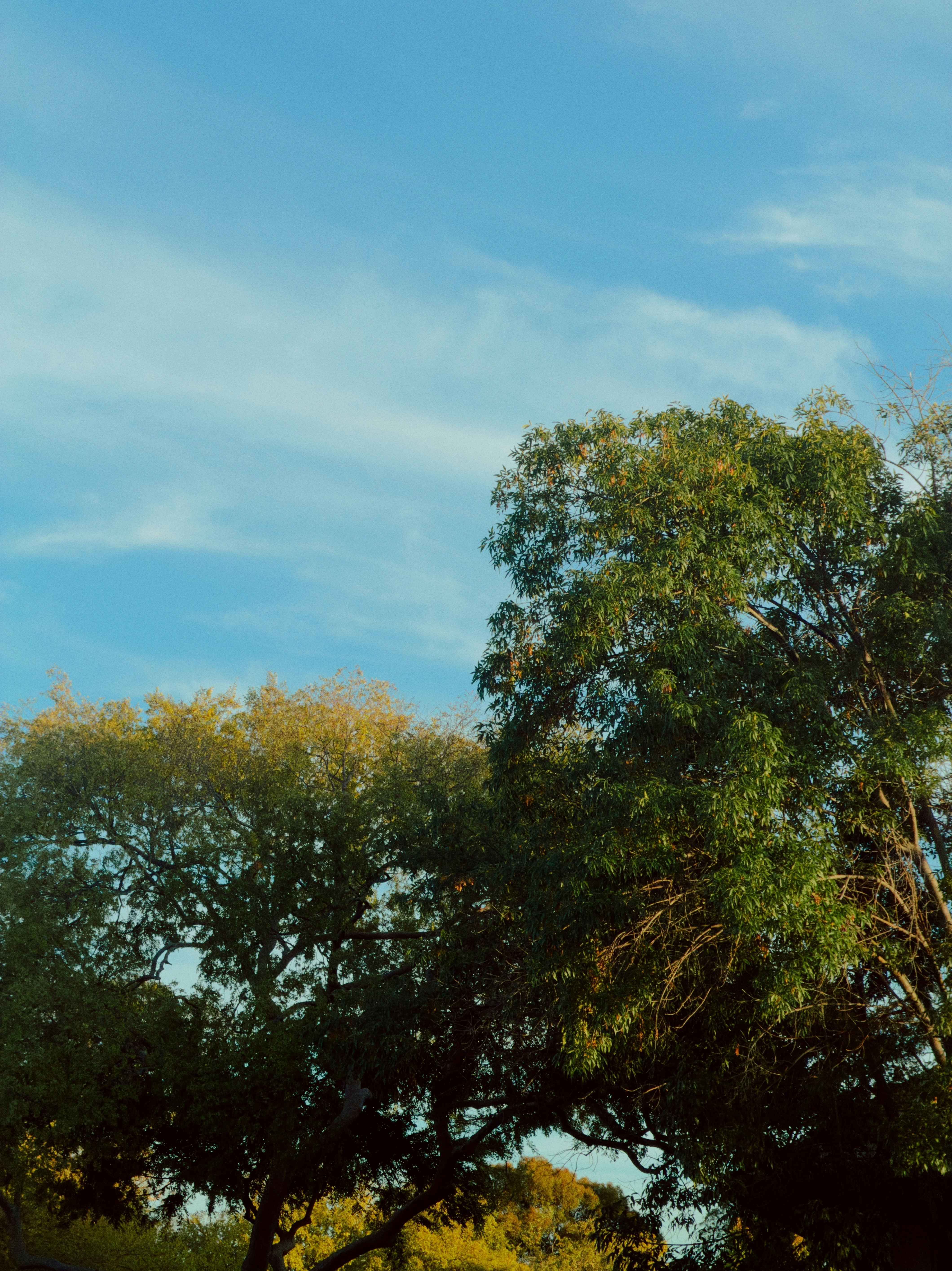 Green tree canopies against a clear blue sky with light wispy clouds