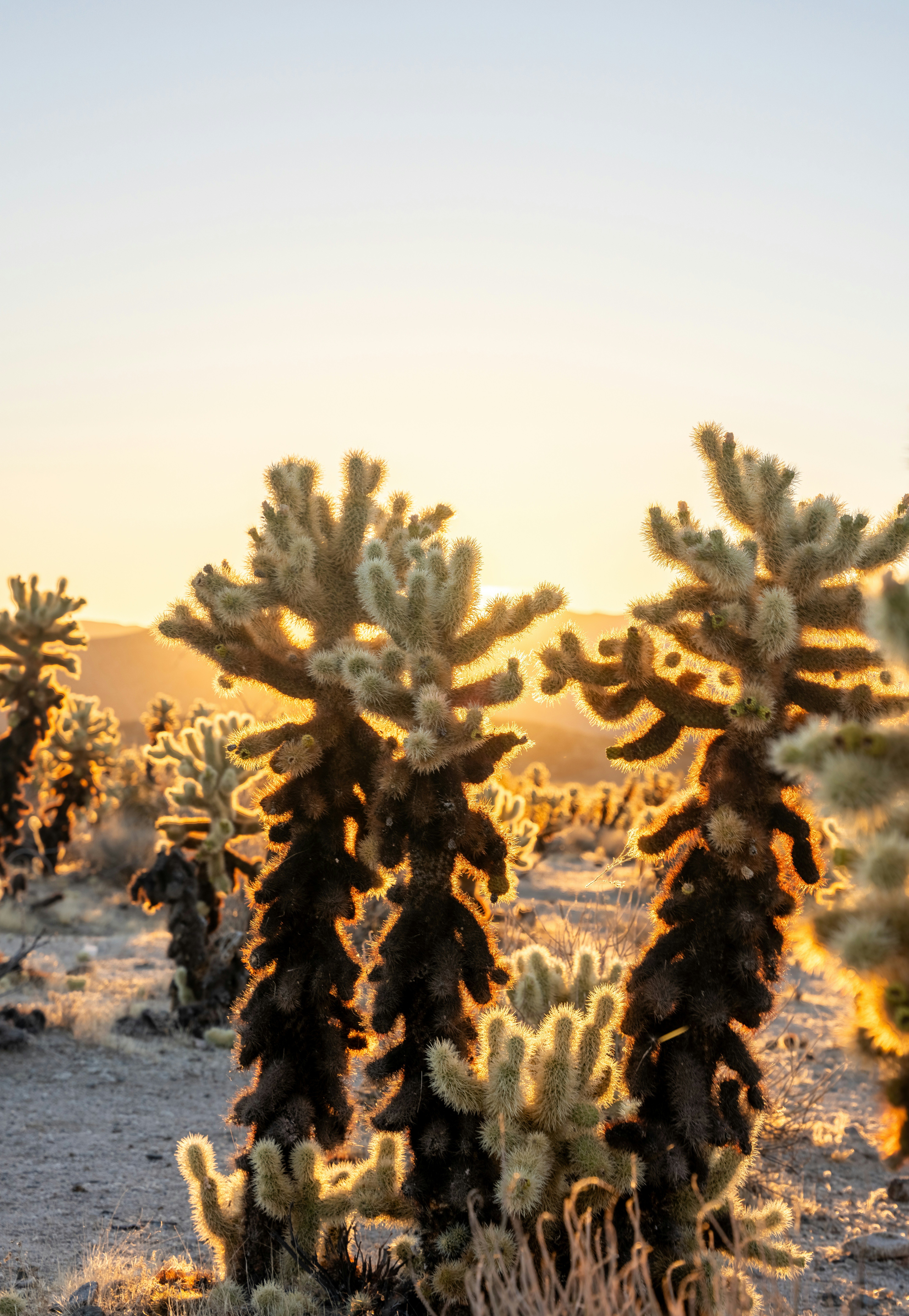 Cholla cacti backlit by low sun in a desert landscape