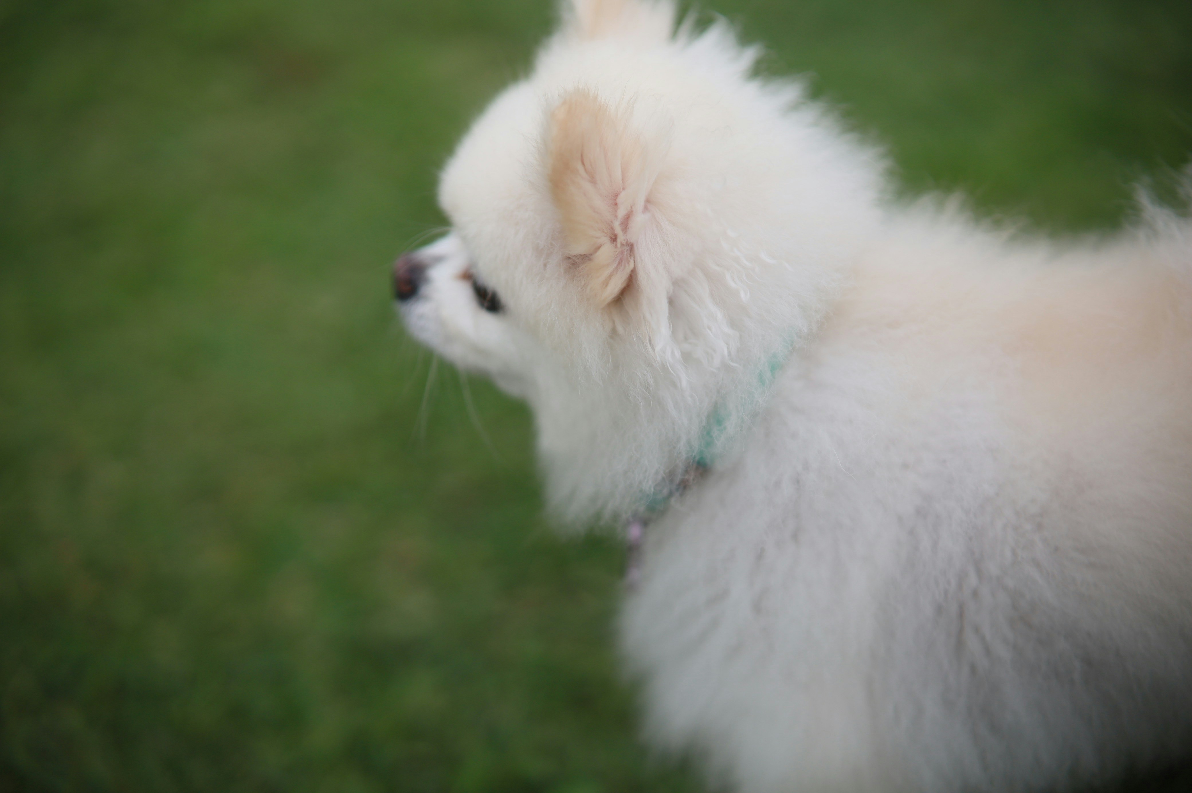 Fluffy white Pomeranian in profile