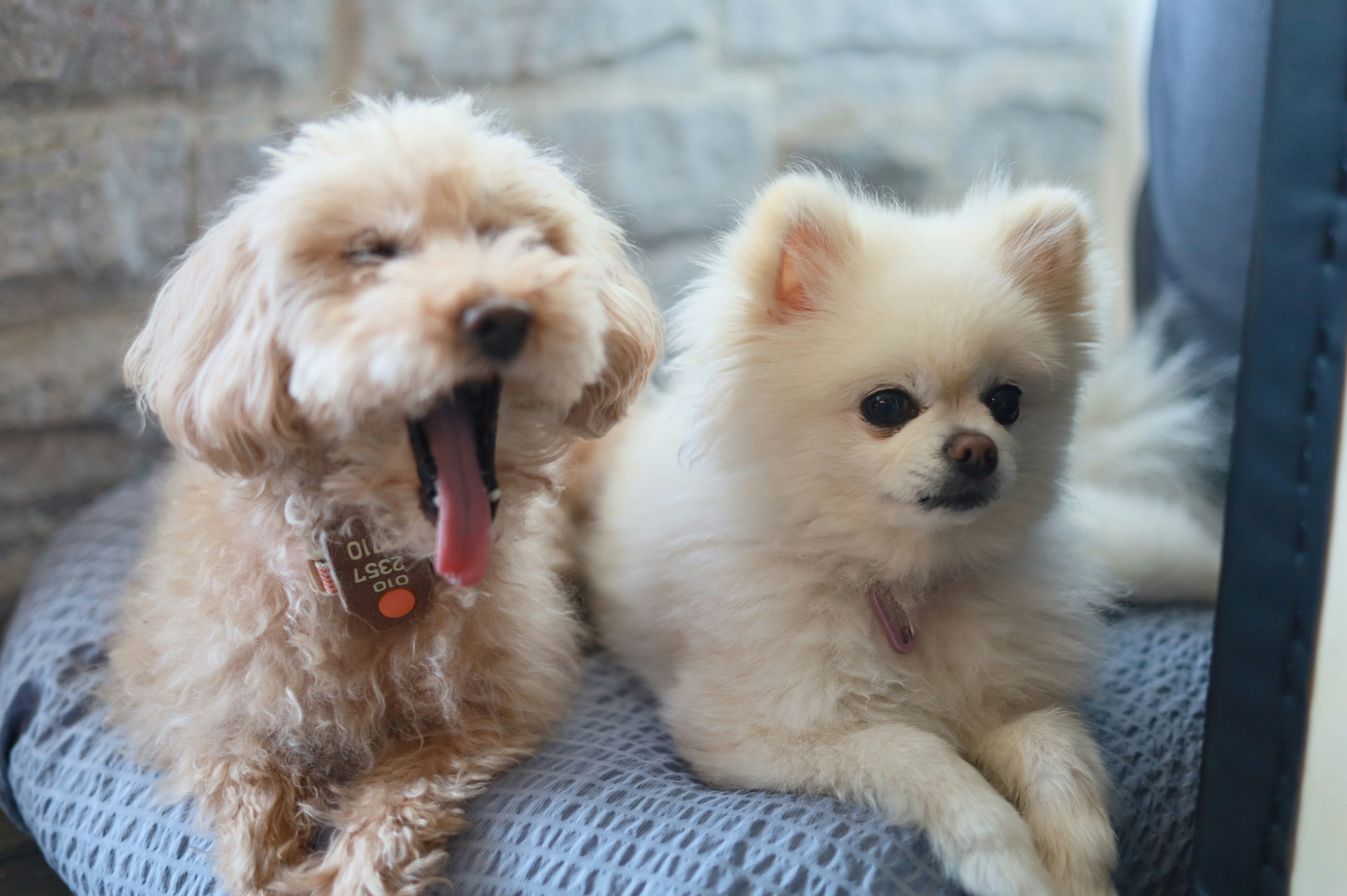 A tan poodle yawning beside a white Pomeranian on a grey textured cushion