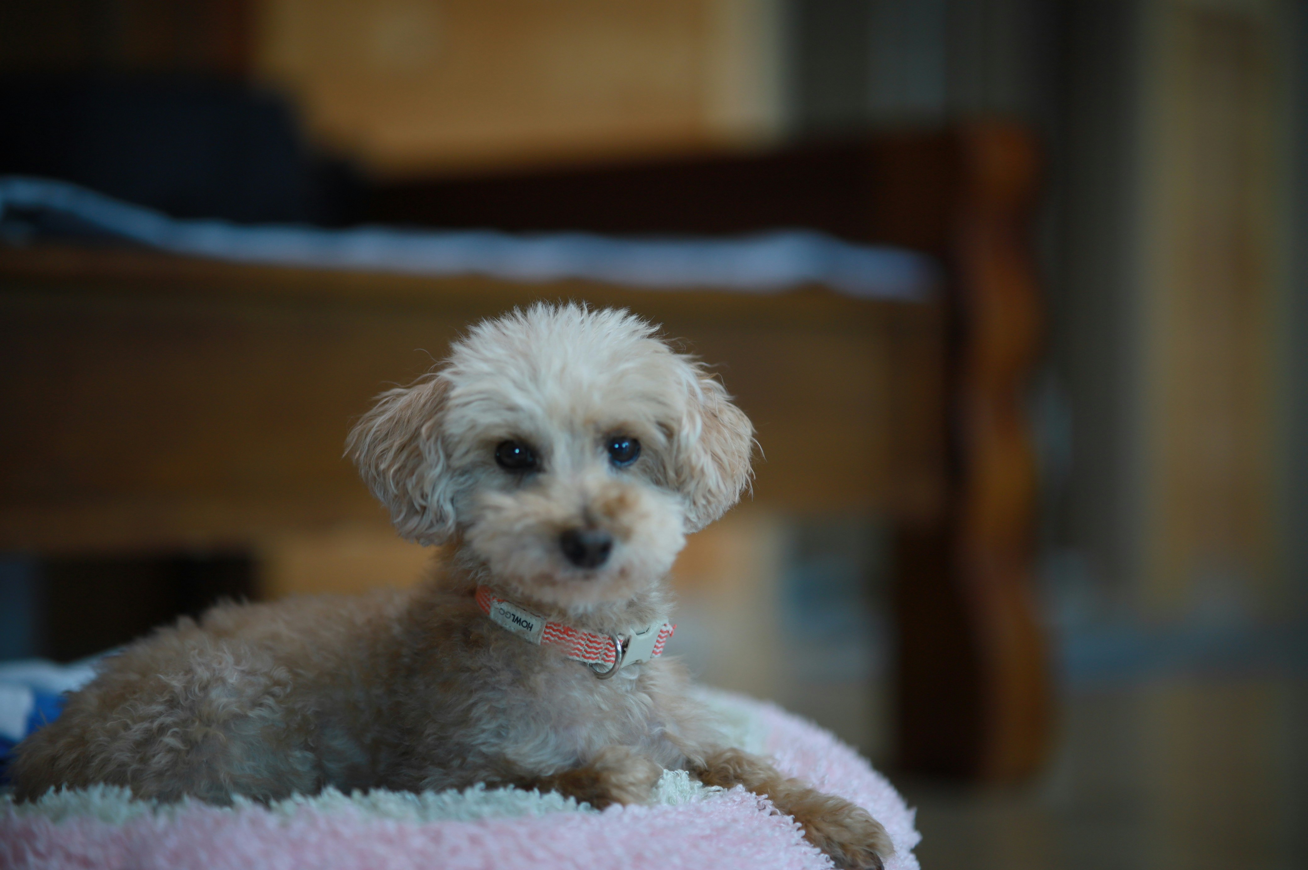Light brown poodle mix lying on a cushion