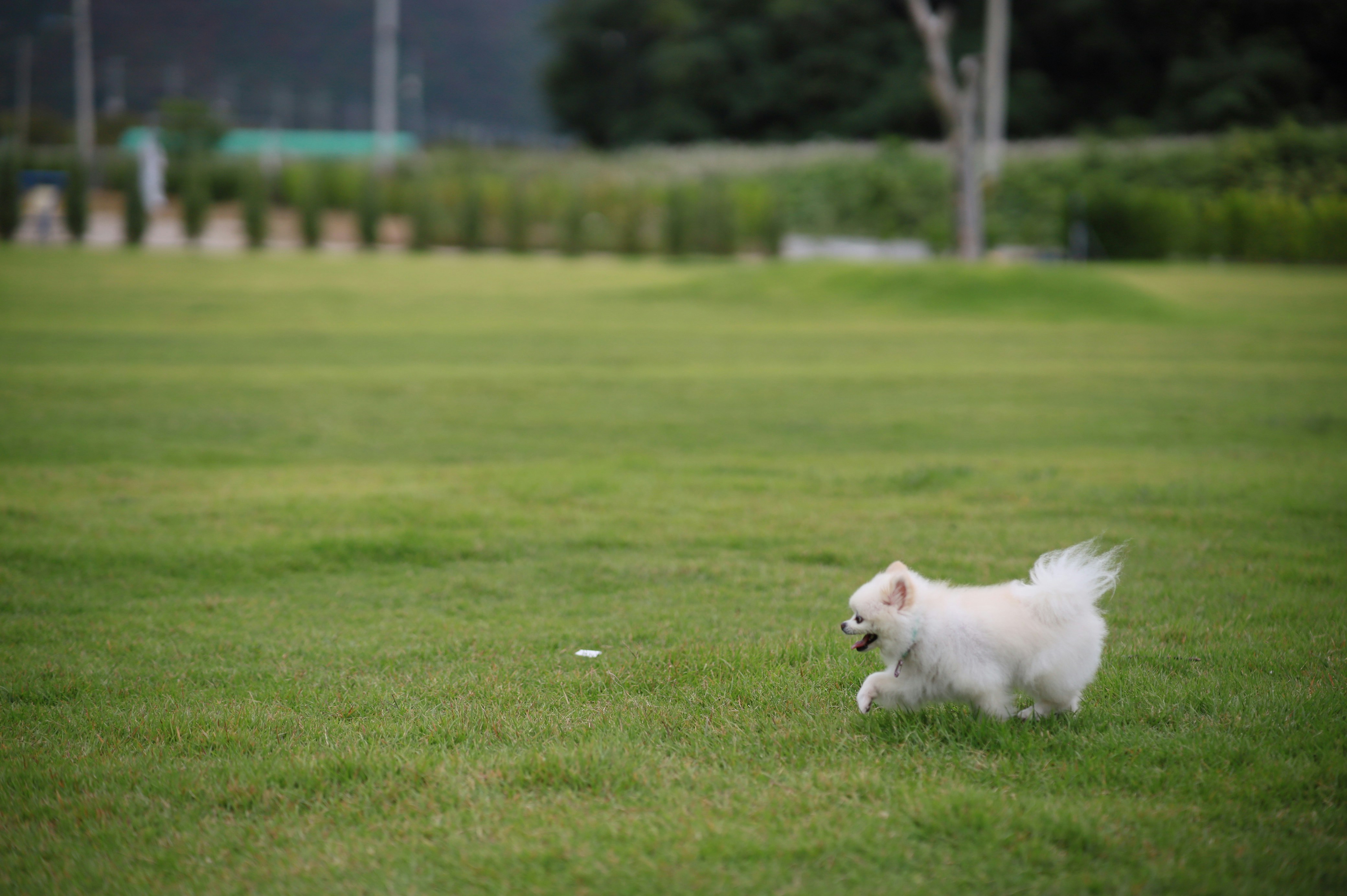 Small white dog running on a lawn