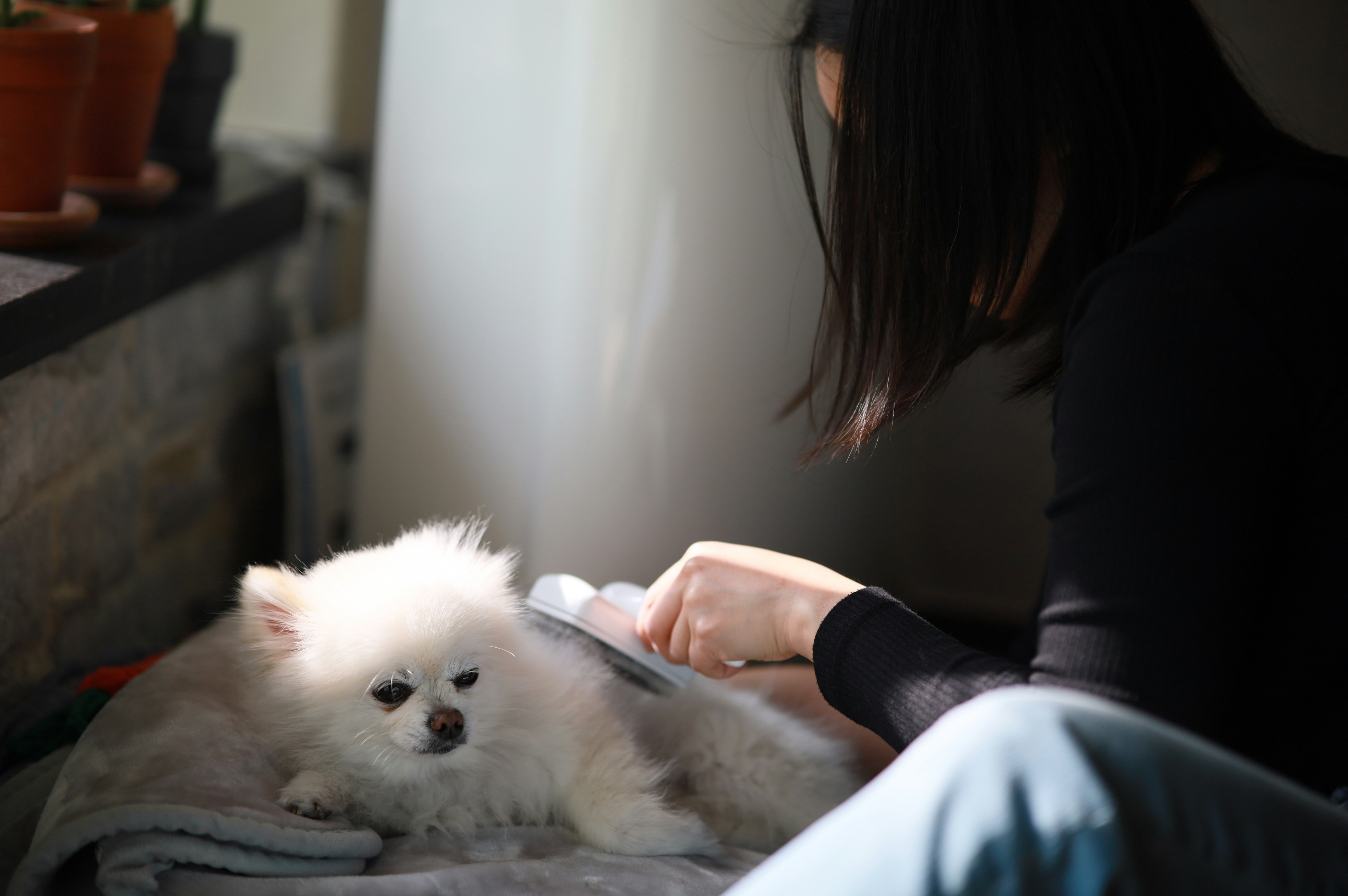 Pessoa escovando um lulu-da-pomerânia branco