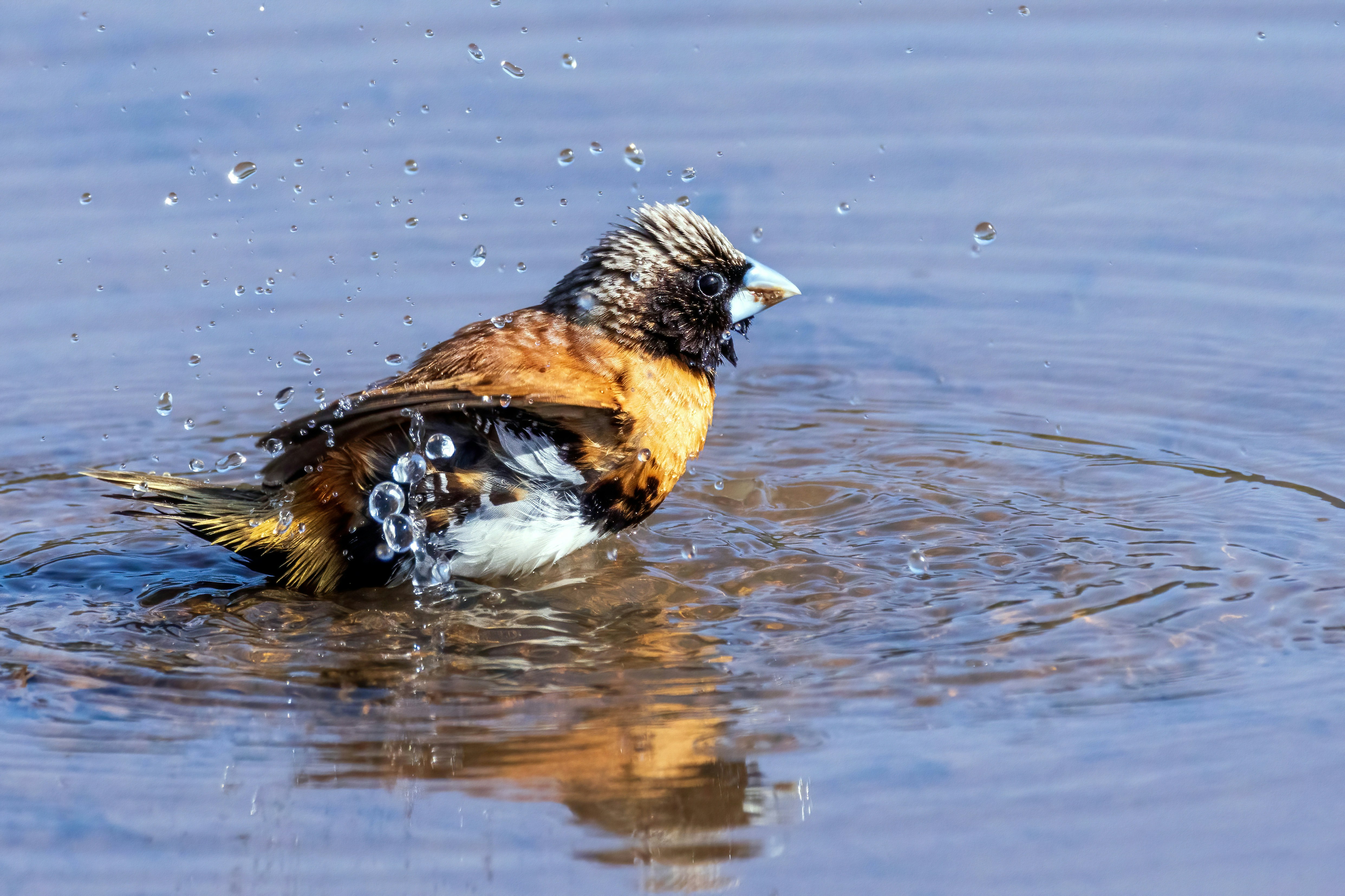 A chestnut-breasted mannikin bathing in shallow water with splashing droplets