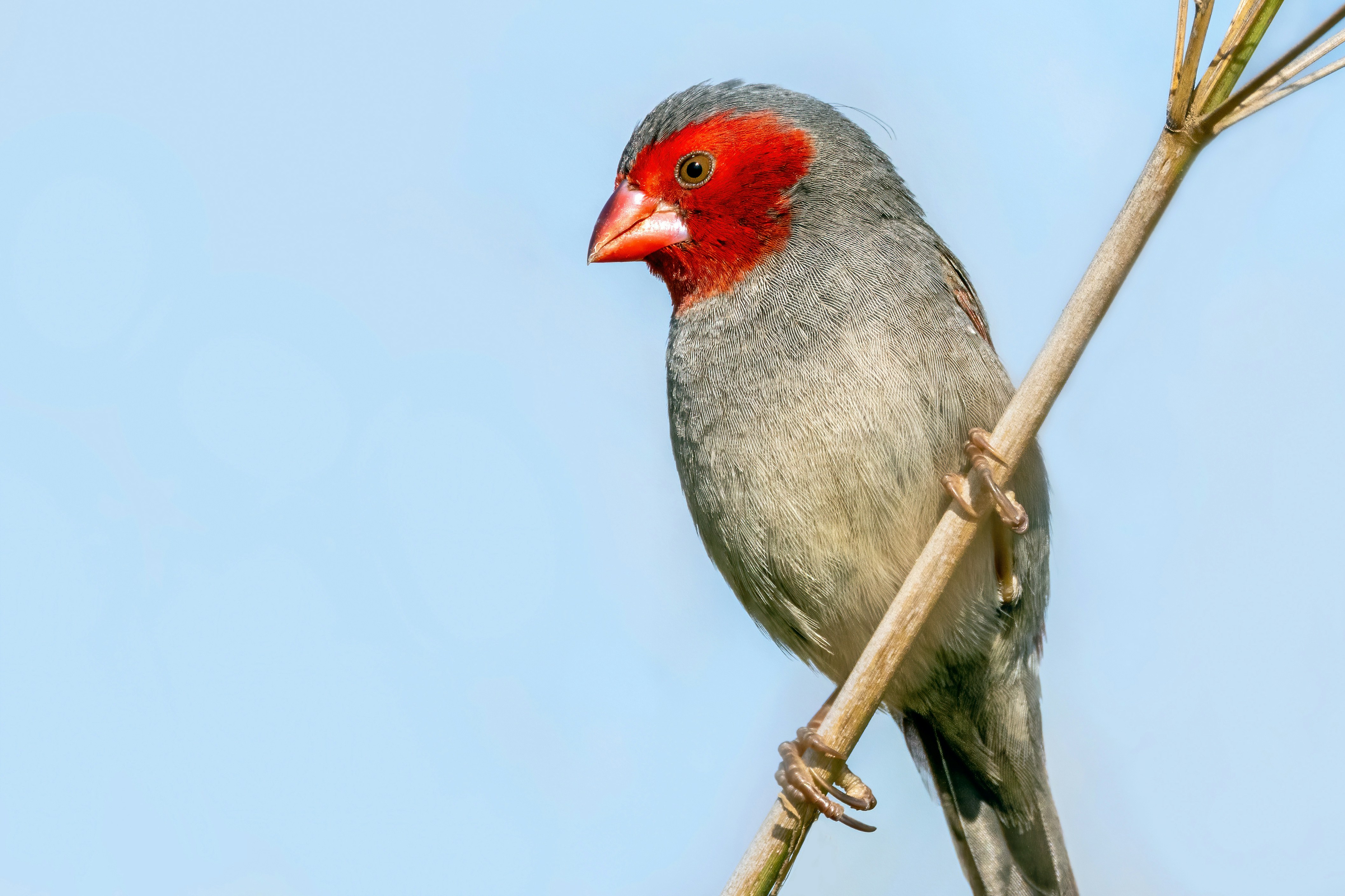 A red-faced parrotfinch perched on a thin brown twig against a blue sky