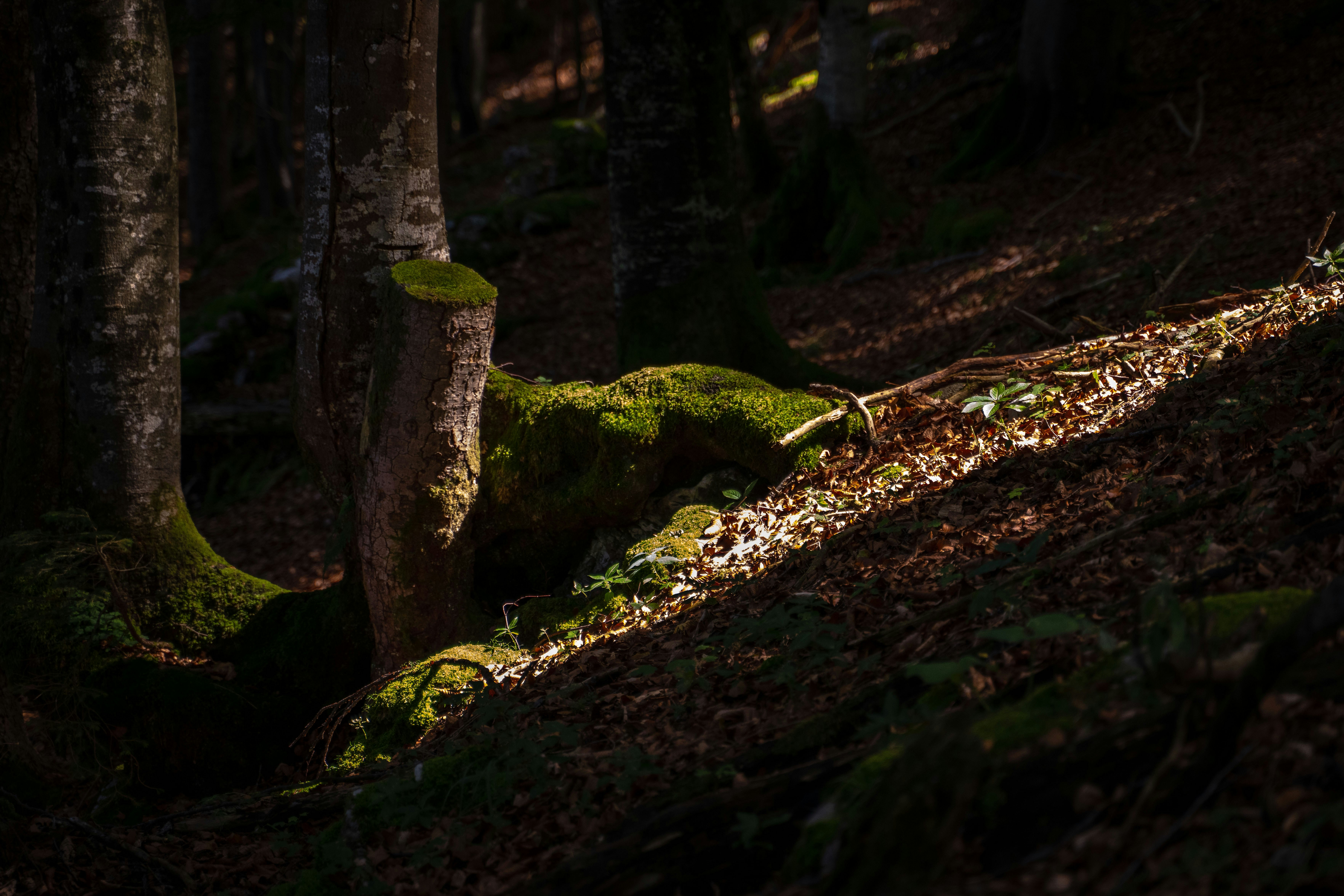 La luz del sol ilumina raíces musgosas de árboles y hojas caídas en un oscuro suelo de bosque