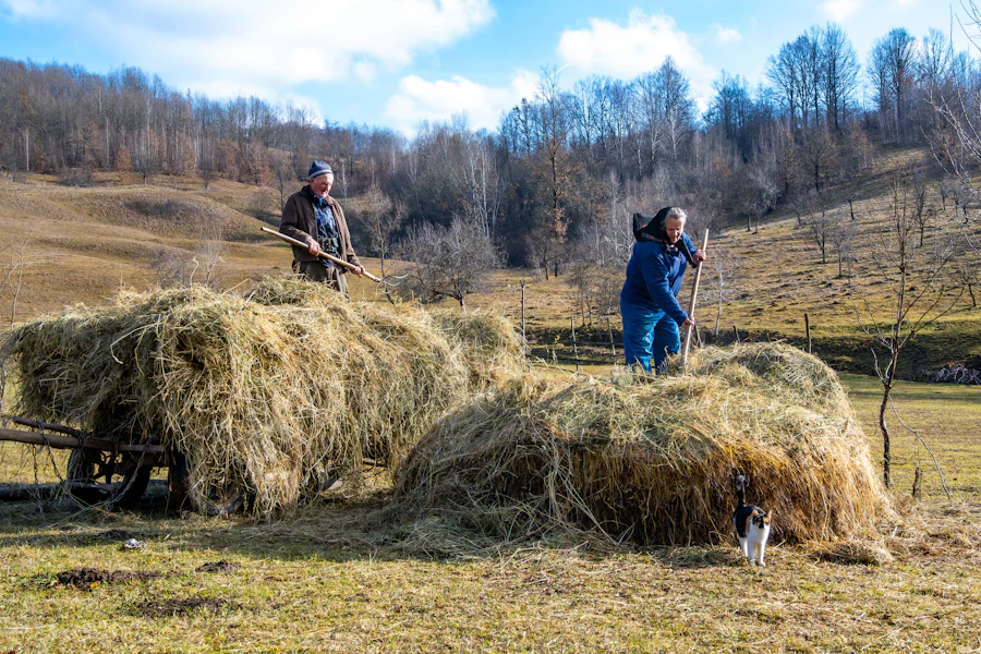 Villagers making hay on a hillside in Maramureș