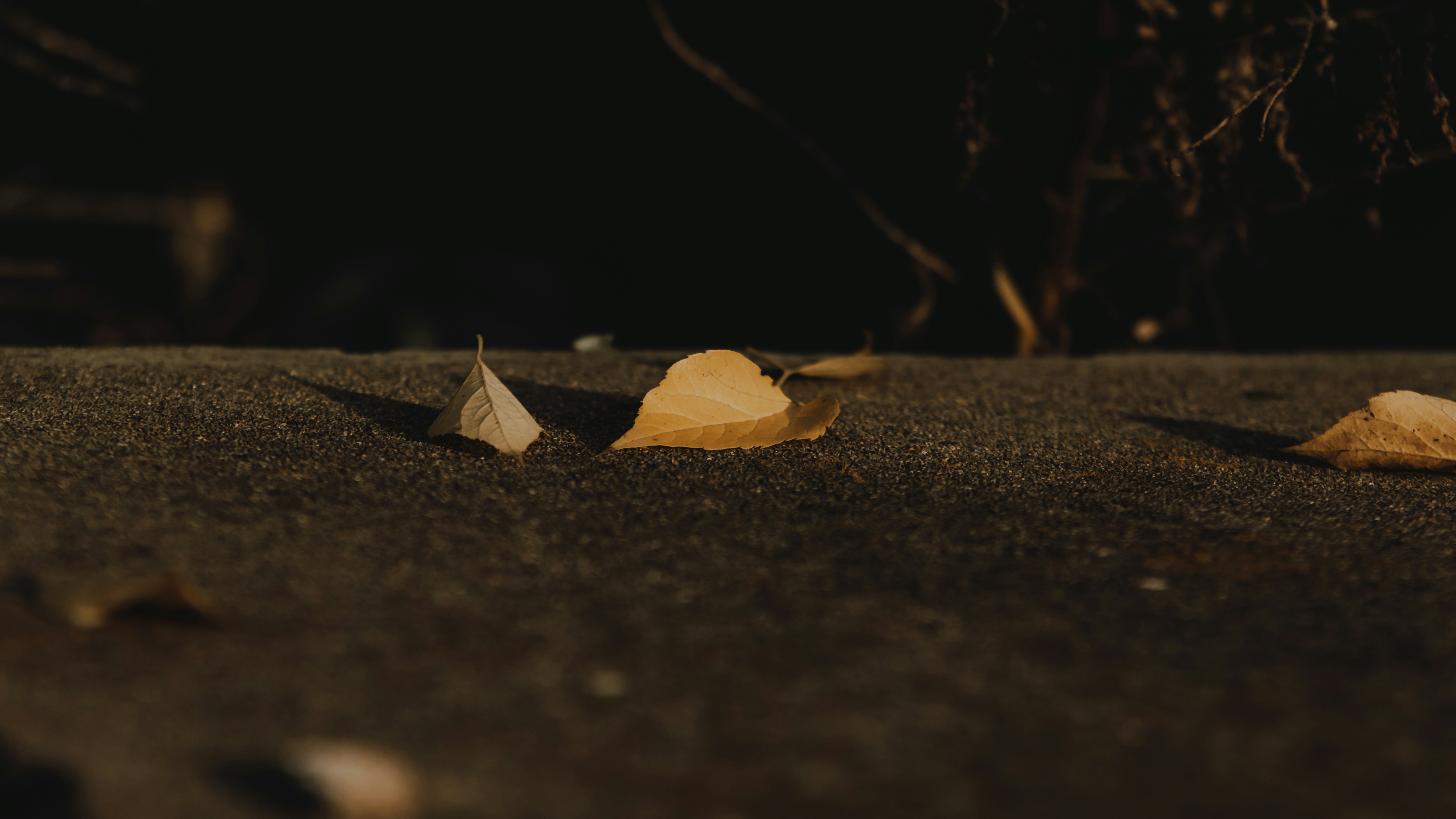 Three dry yellow leaves on a dark textured concrete surface in low light