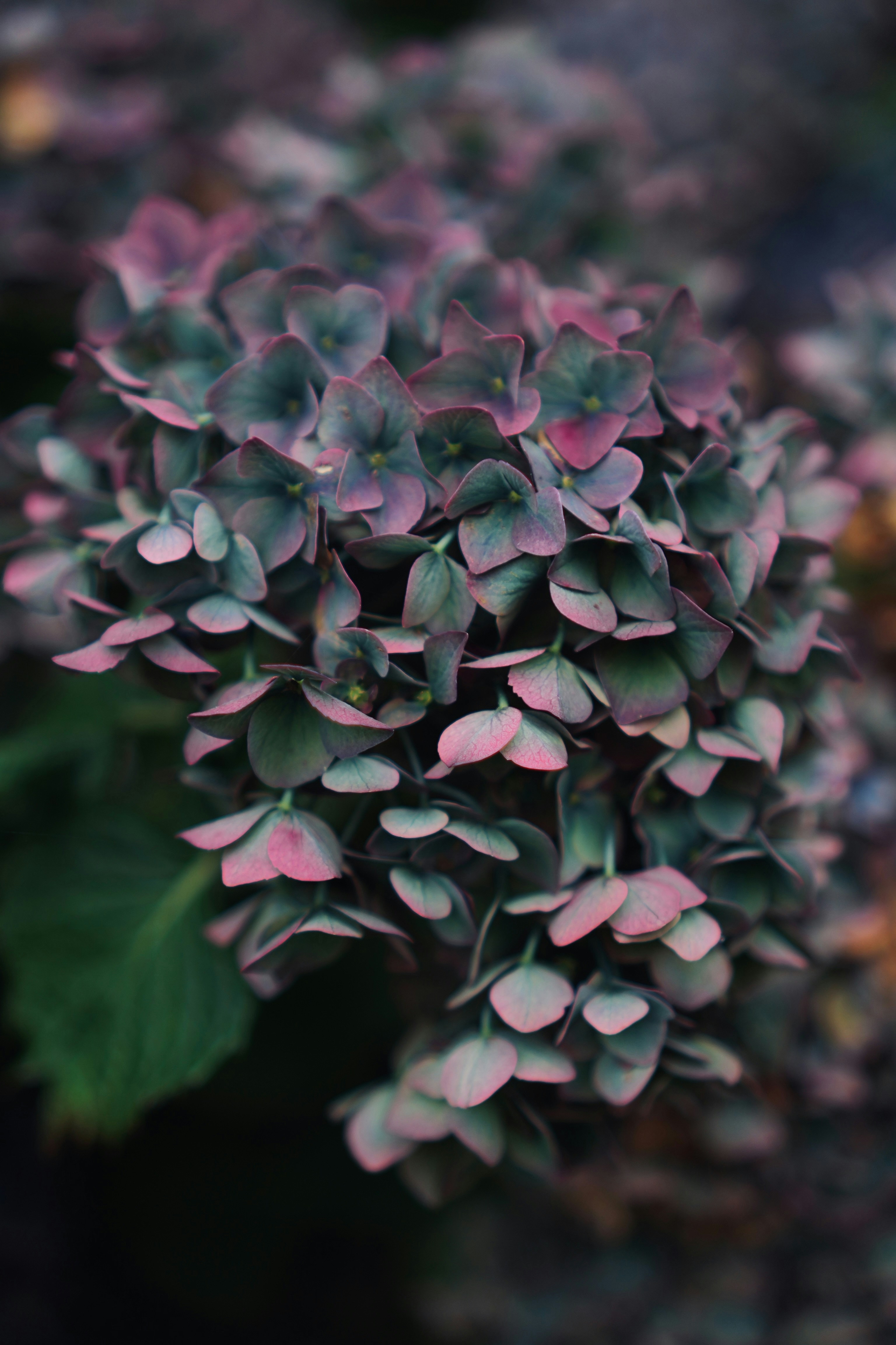 A cluster of purple and green hydrangea flowers with soft bokeh background