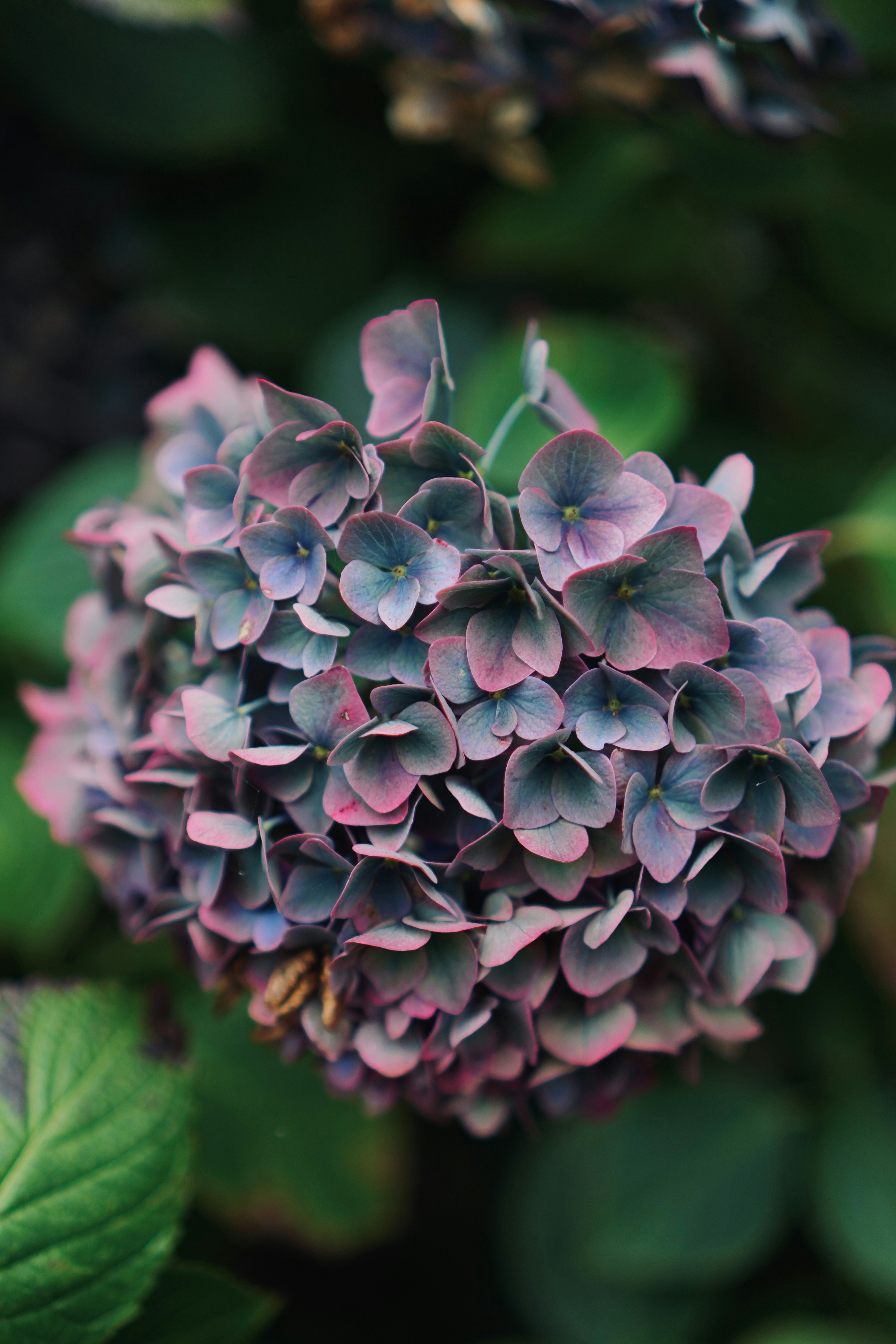 A cluster of purple and blue hydrangea flowers with green leaves