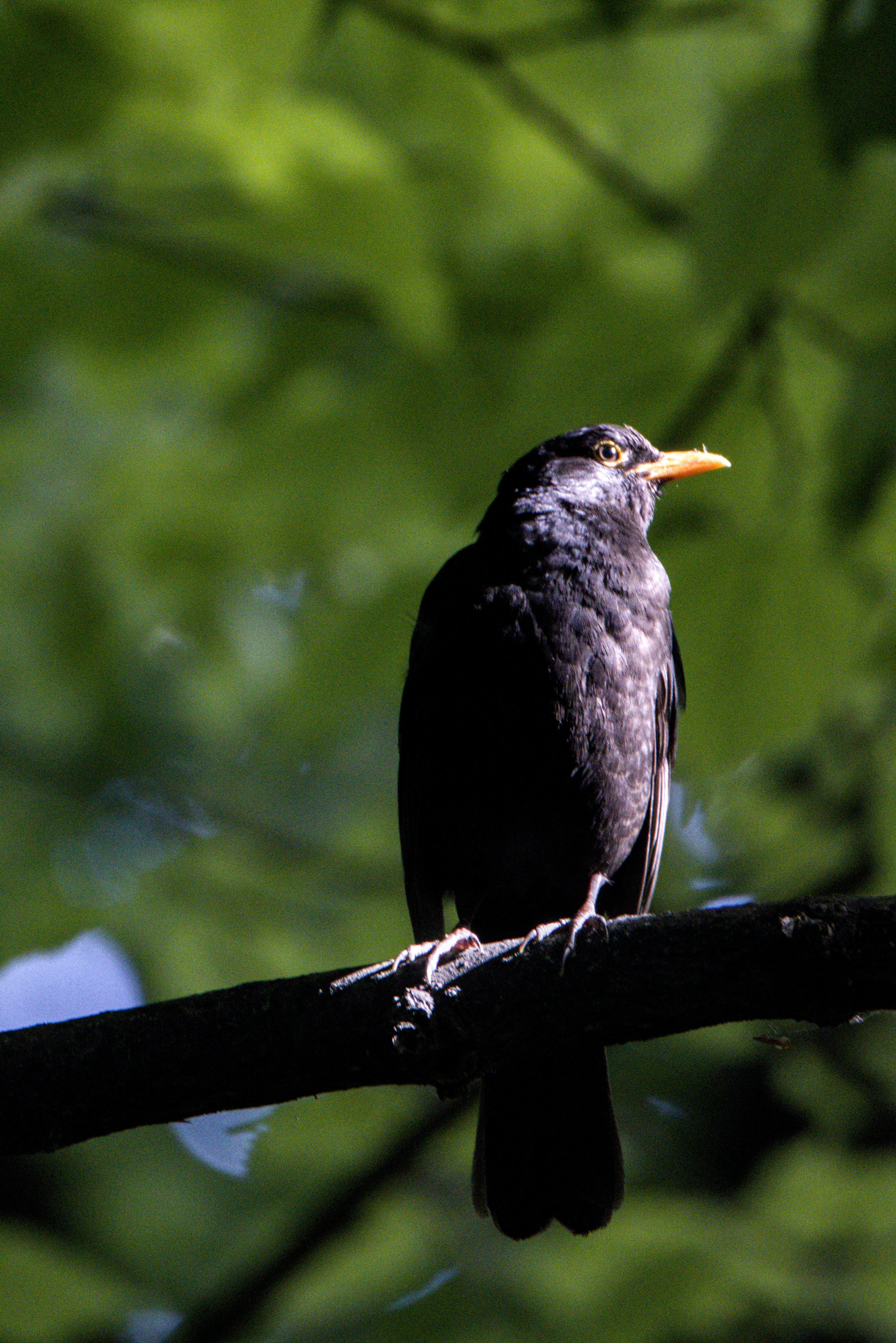 A blackbird with a yellow beak perched on a dark tree branch