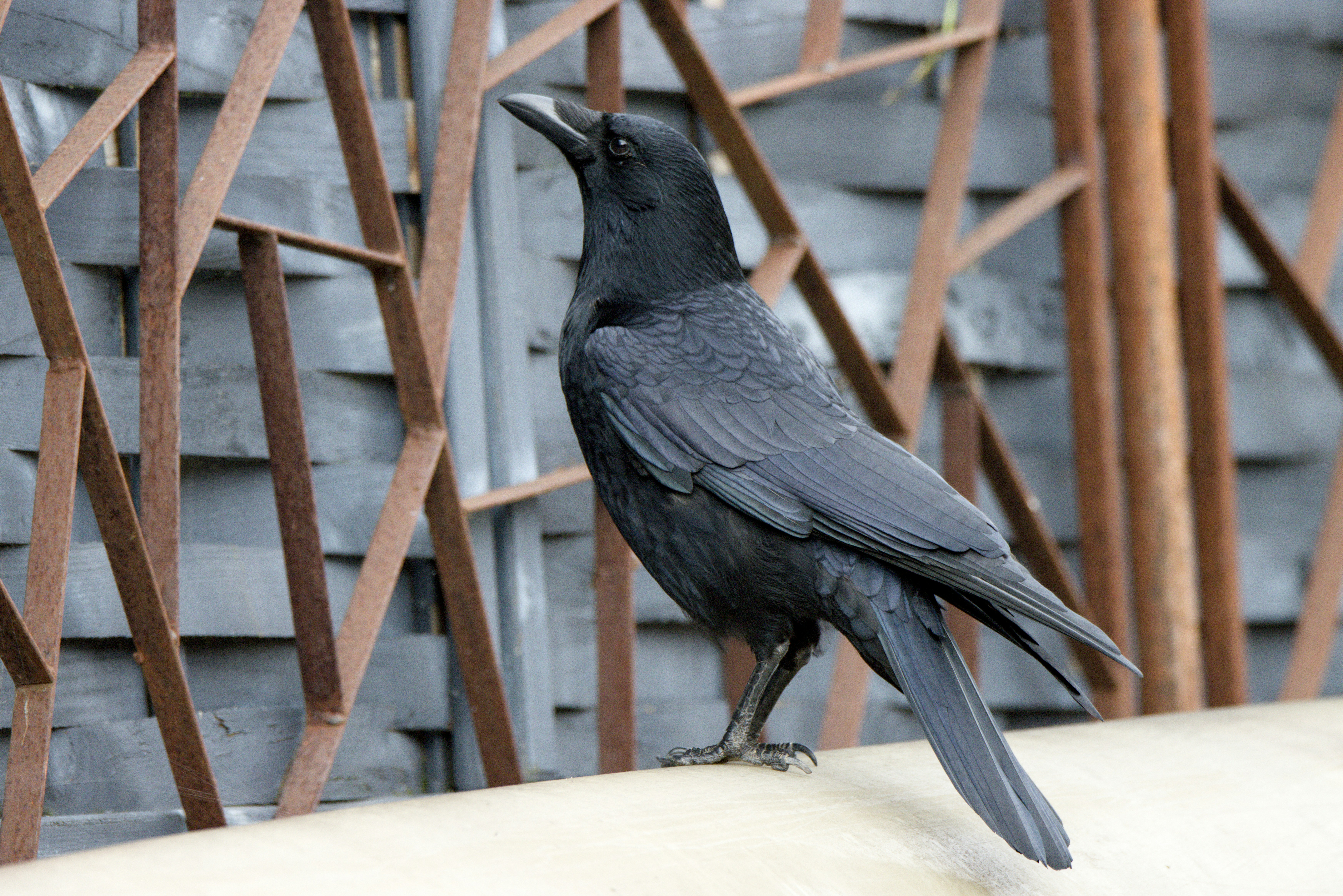 A black crow perched on a ledge before a grey lattice fence