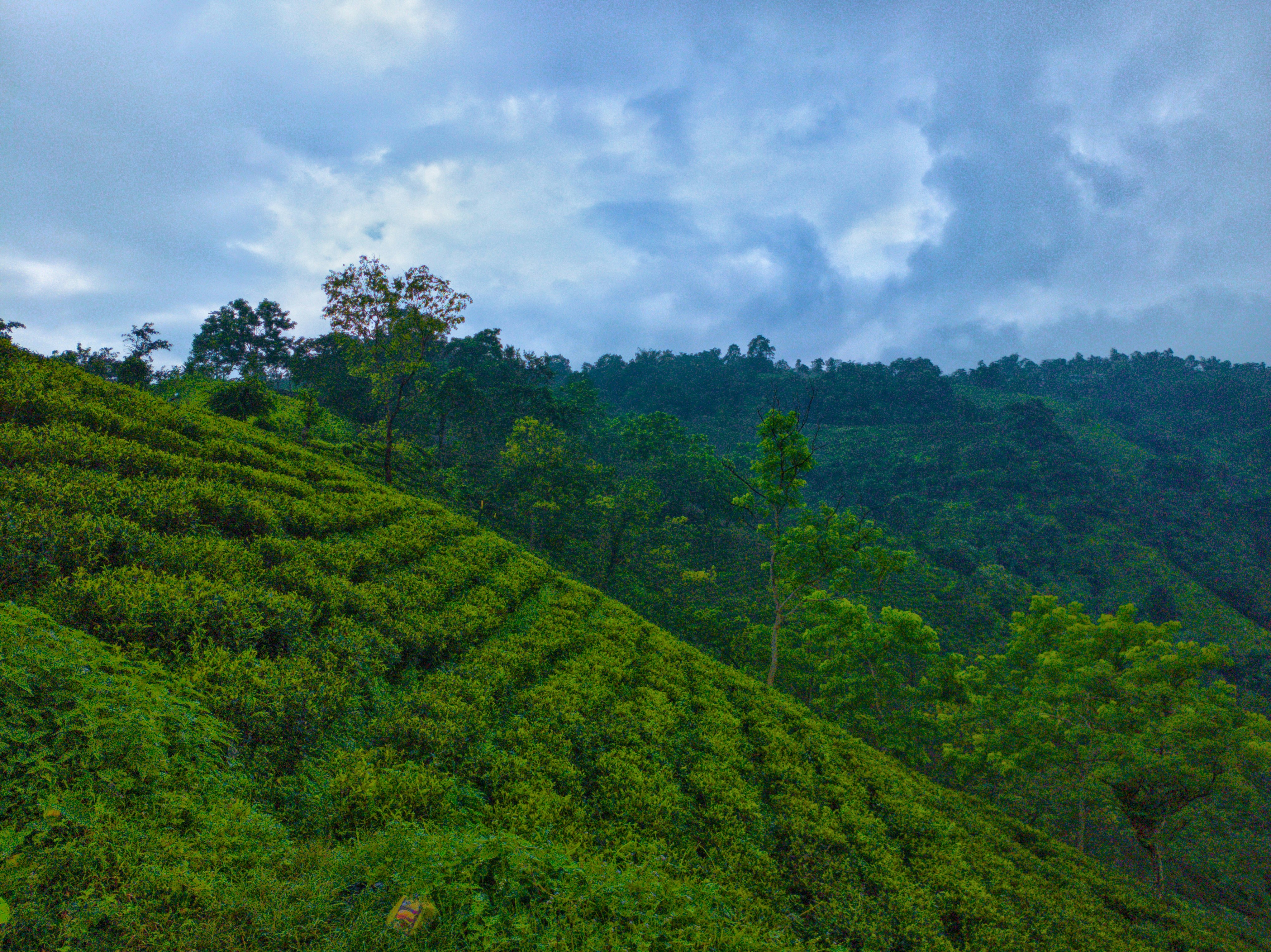 Green tea bushes on a hillside under a cloudy sky